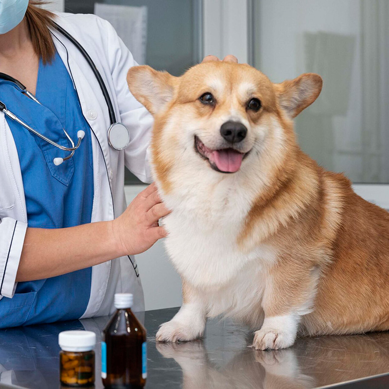 Victoria Animal Hospital | Best Veterinary Care in CA | 24/7