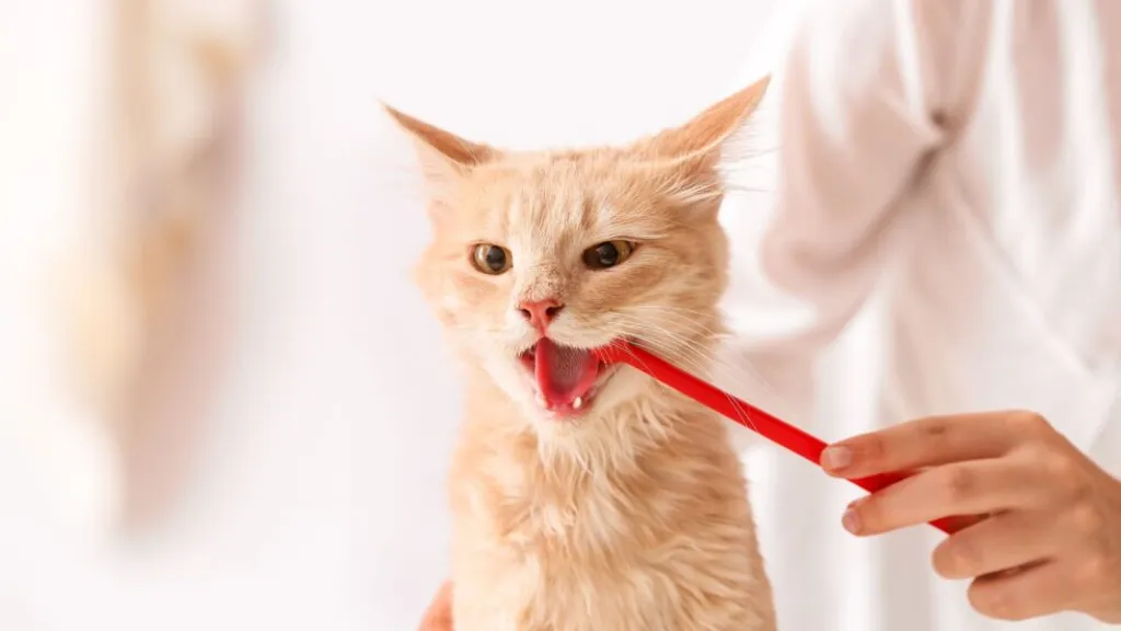 What Is a COHAT? So Much More Than a Standard Pet Teeth Cleaning