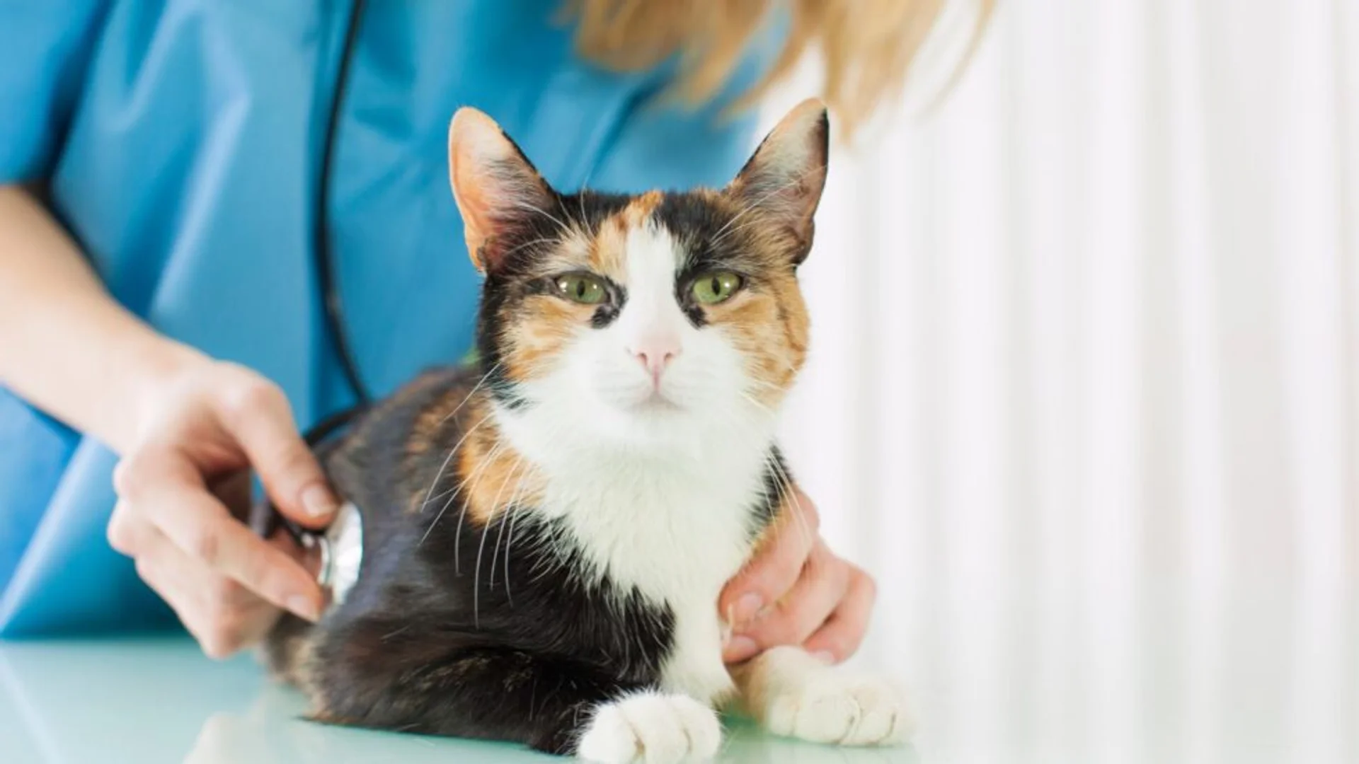 The Ins and Outs of Identifying & Treating Cat Bug Bites and Insect Stings