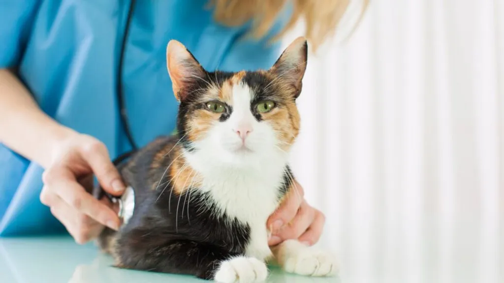 The Ins and Outs of Identifying & Treating Cat Bug Bites and Insect Stings
