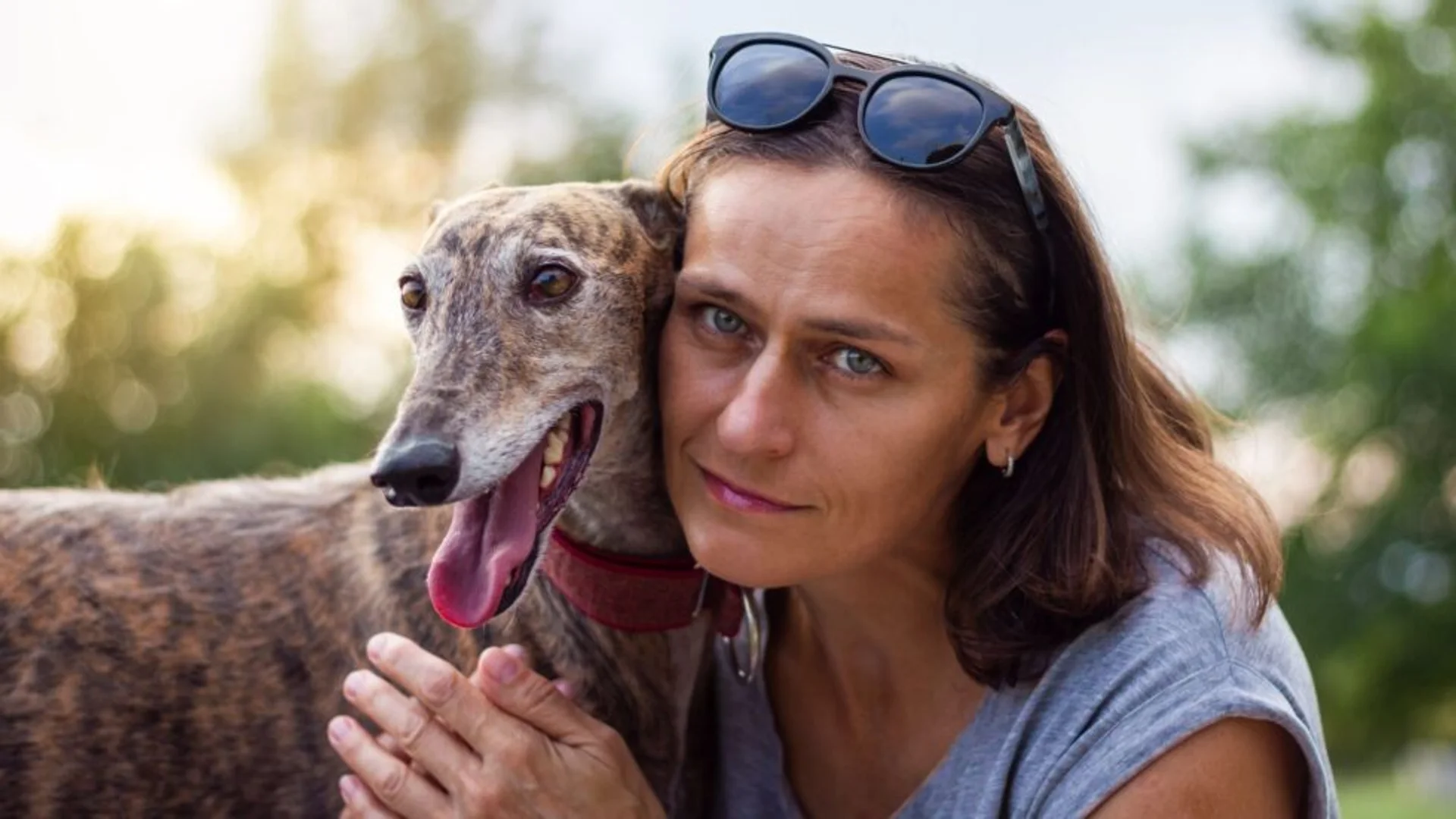 The Guide to Understanding Greyhounds