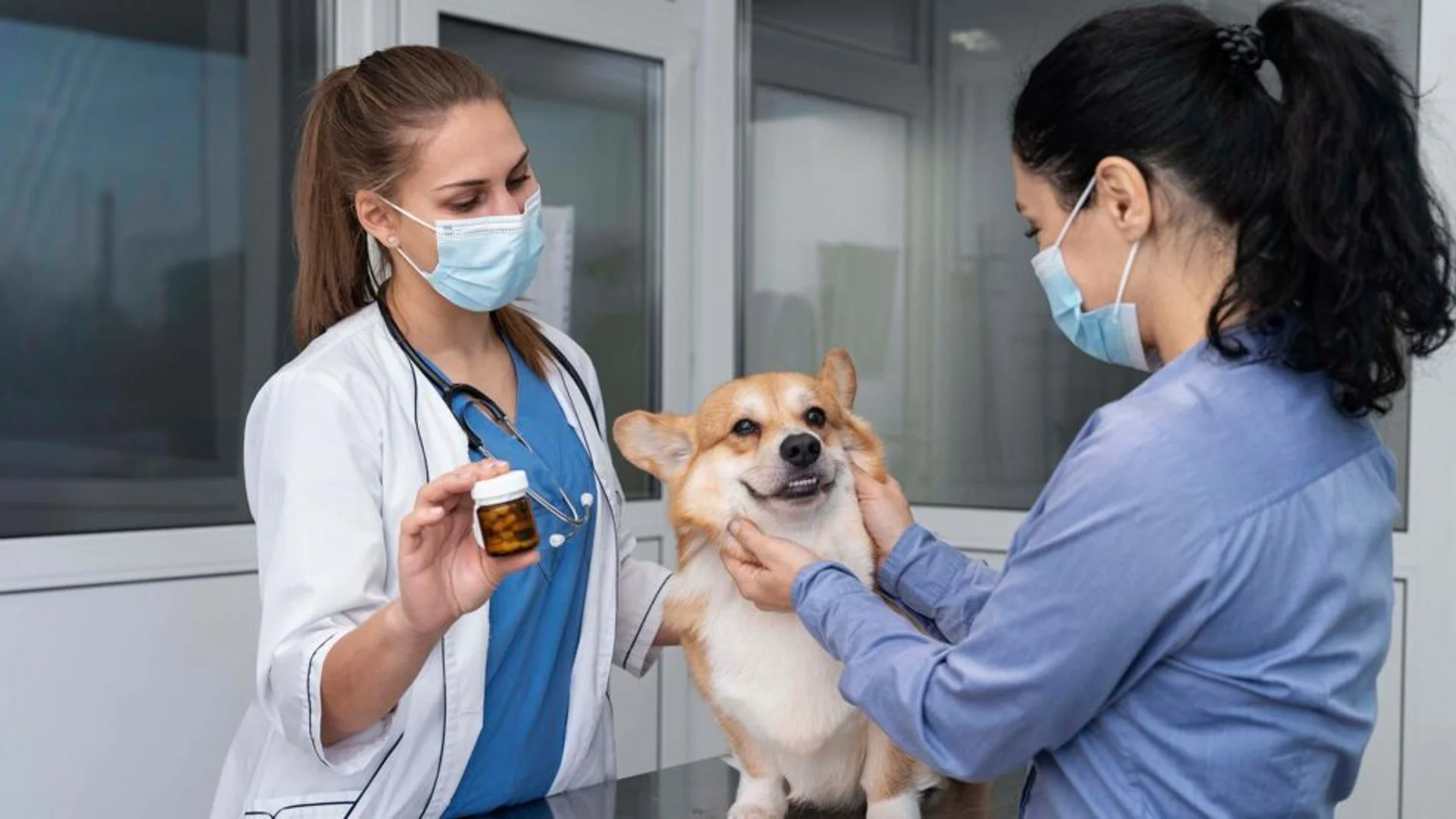 How Do I Choose a Diet for My Dog? Top Tips for Avoiding Information Overload