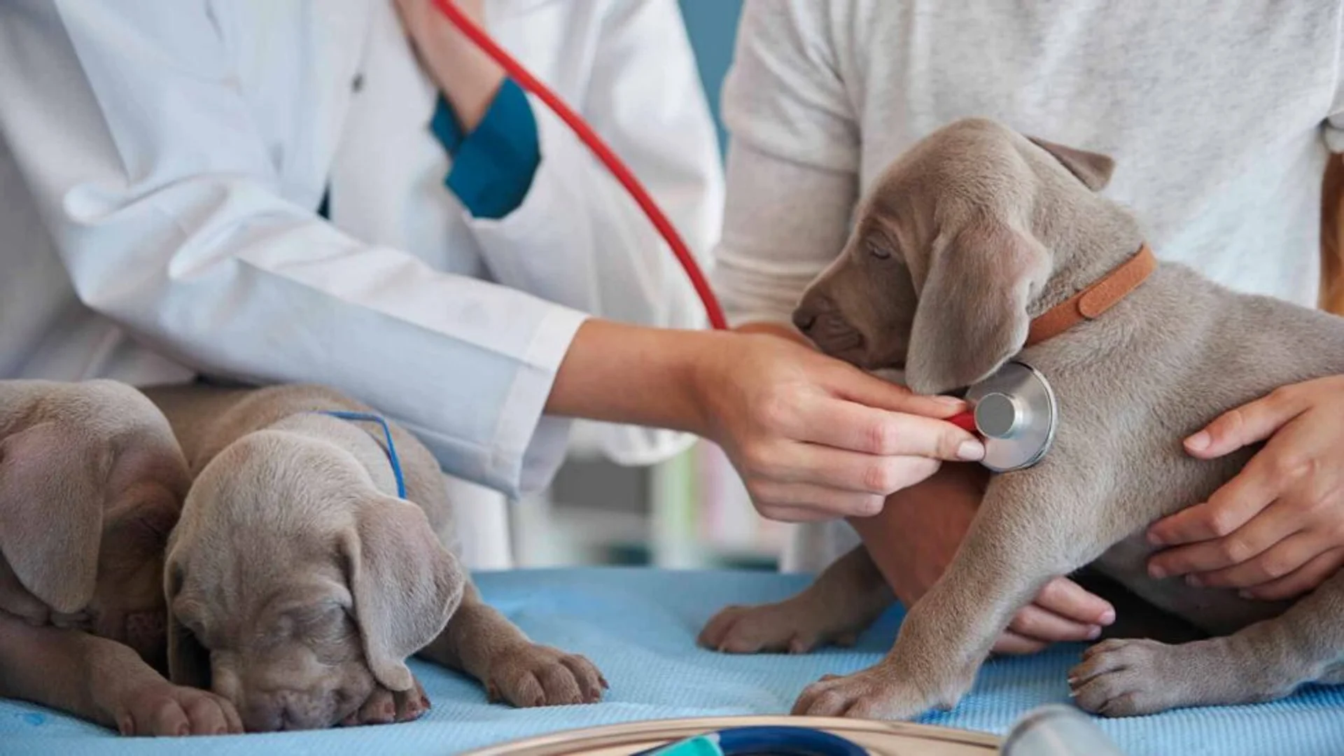 The Ultimate Guide to Dog Walking Gear