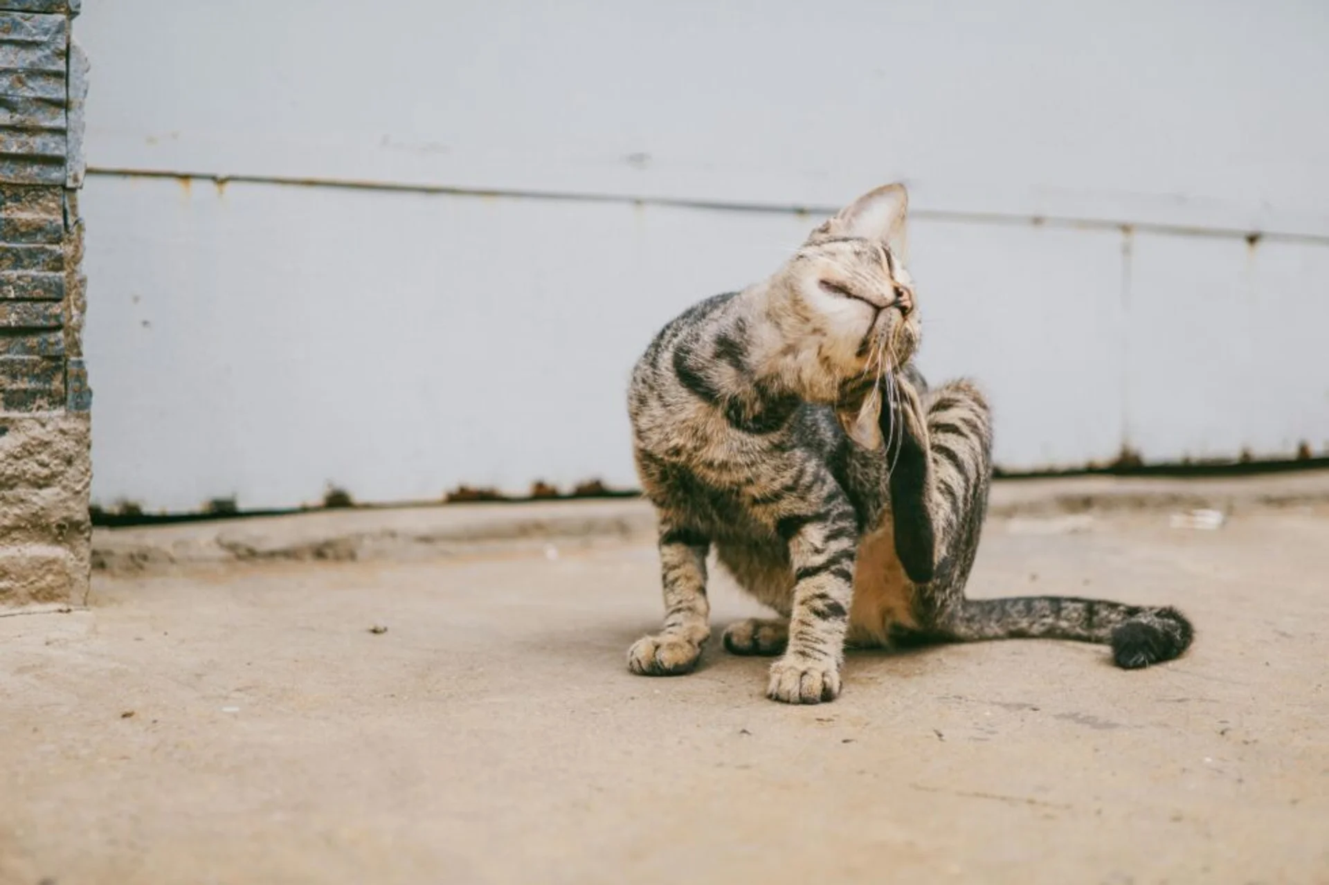 Protect Your Pet from Spring Parasites: Fleas, Ticks & More
