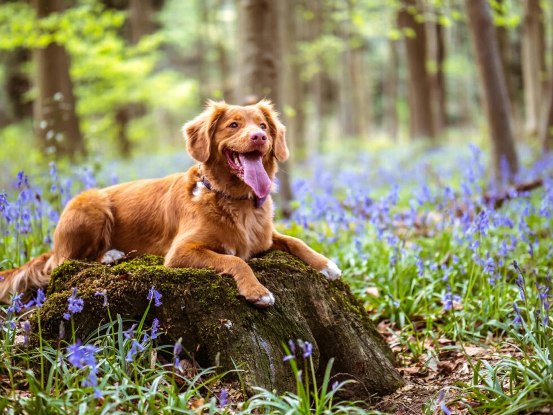 Pet Poison Prevention: Protecting Your Furry Friends from Common Hazards