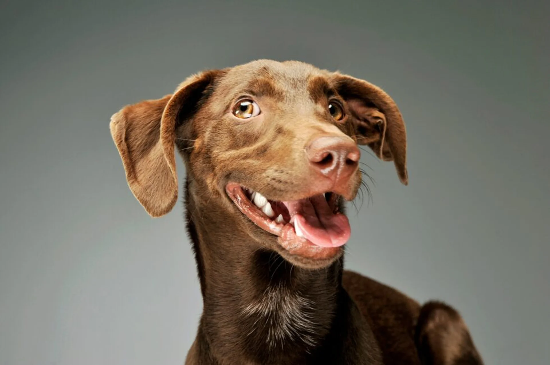 The Importance of Regular Dental Cleanings for Your Pet