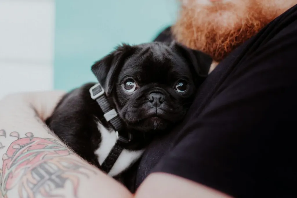 Adopt with Confidence: Top Tips for New Pet Owners This December