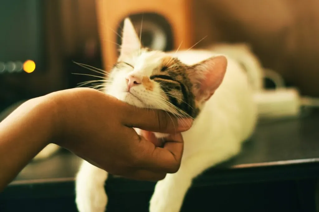 Ensuring Your Pet's Wellness: The Crucial Role of Preventative Lab Work