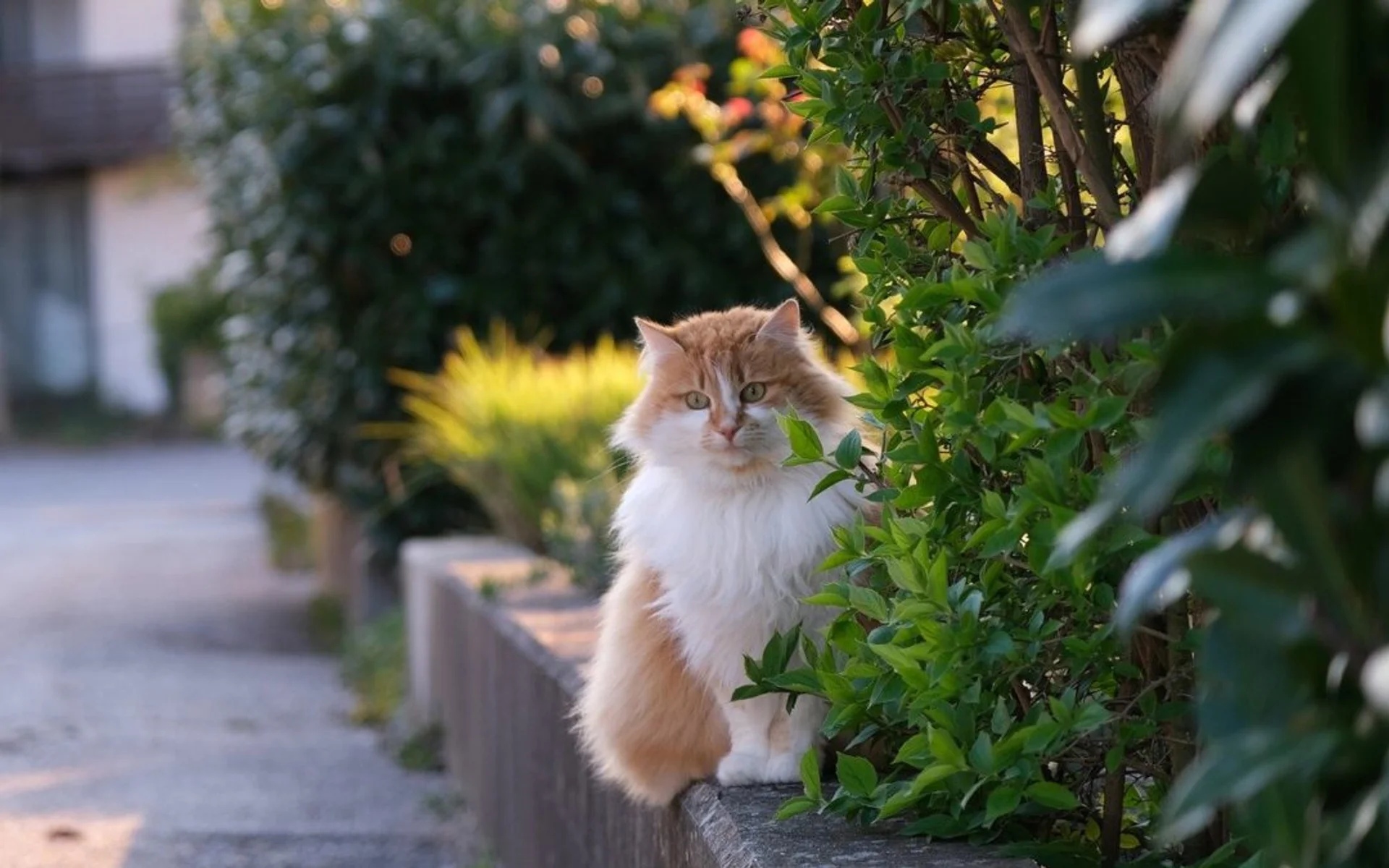 Lyme Disease in Cats: Understanding Its Rare Occurrence