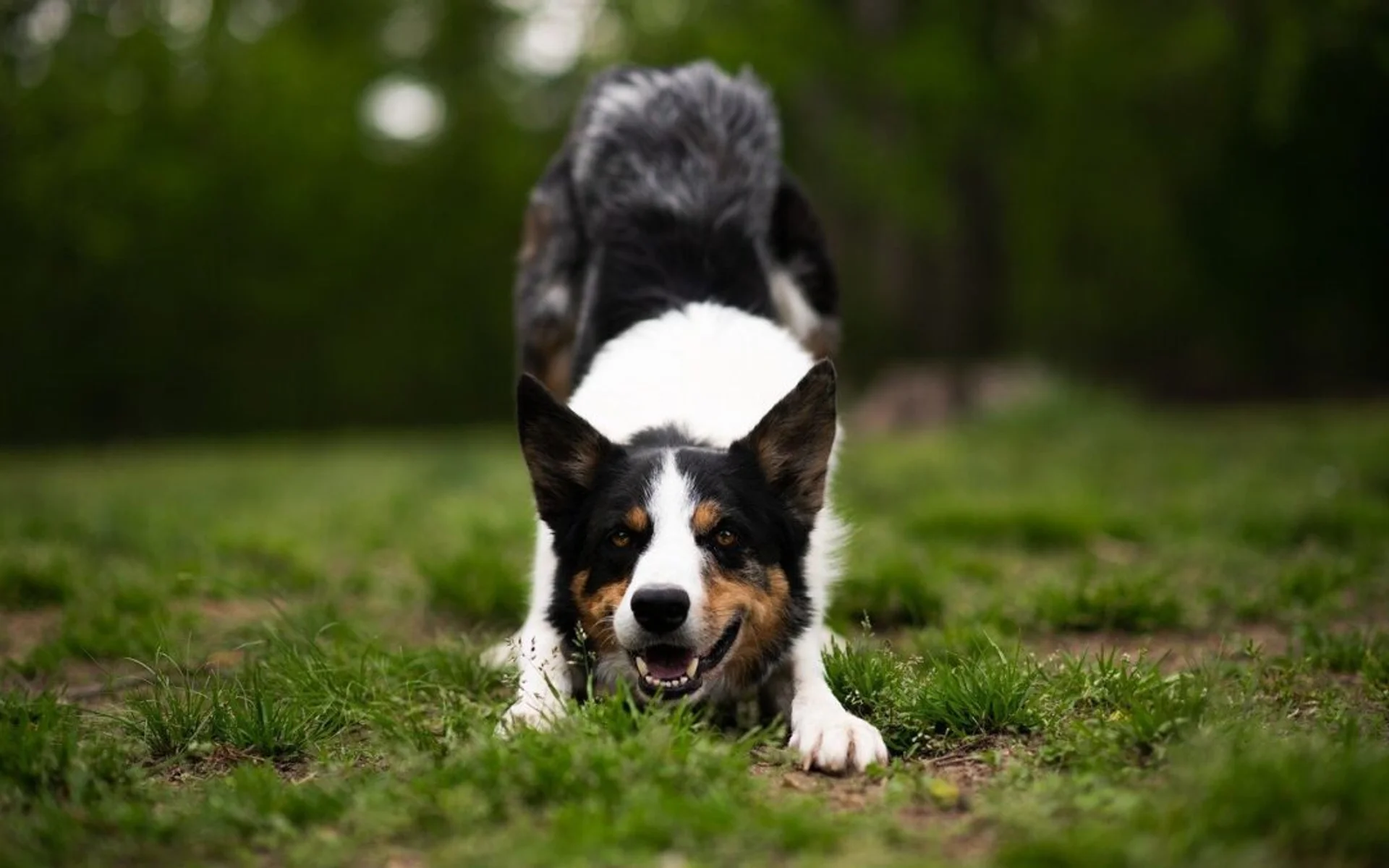 Navigating Life After a Lyme Disease Diagnosis for Your Canine Companion