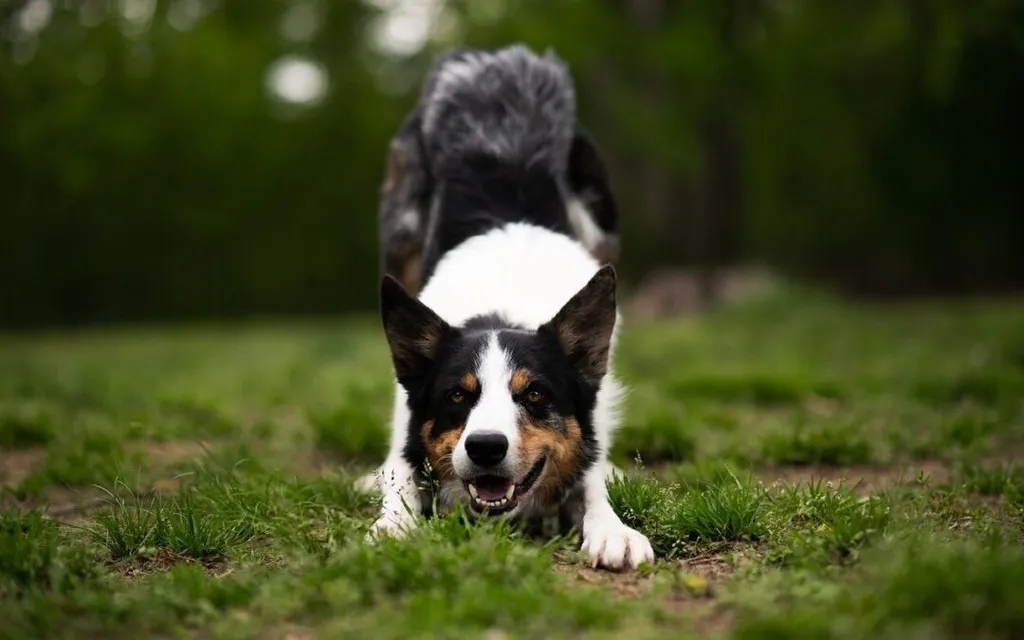 Navigating Life After a Lyme Disease Diagnosis for Your Canine Companion