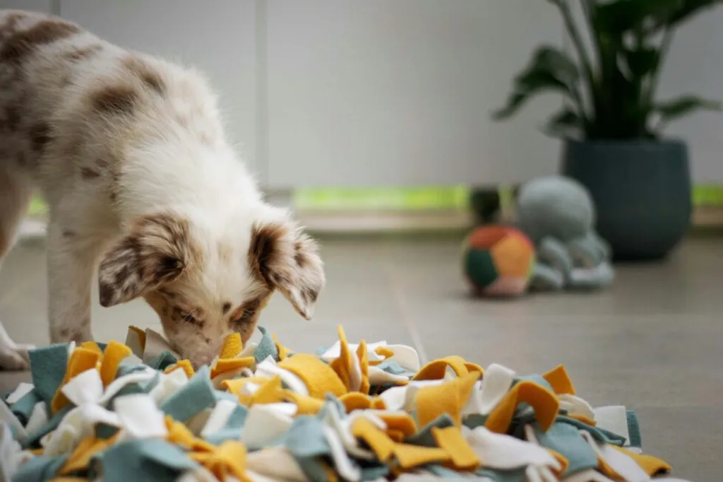 Safeguarding Your Home: Identifying and Preventing Household Hazards for Pets
