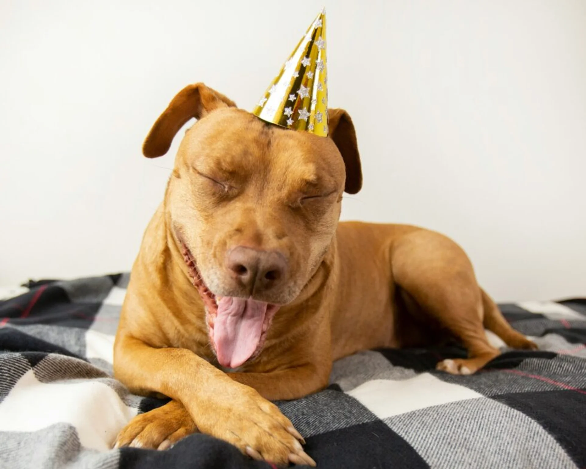 Pawsitively Healthy: New Year Resolutions for Your Furry Friends