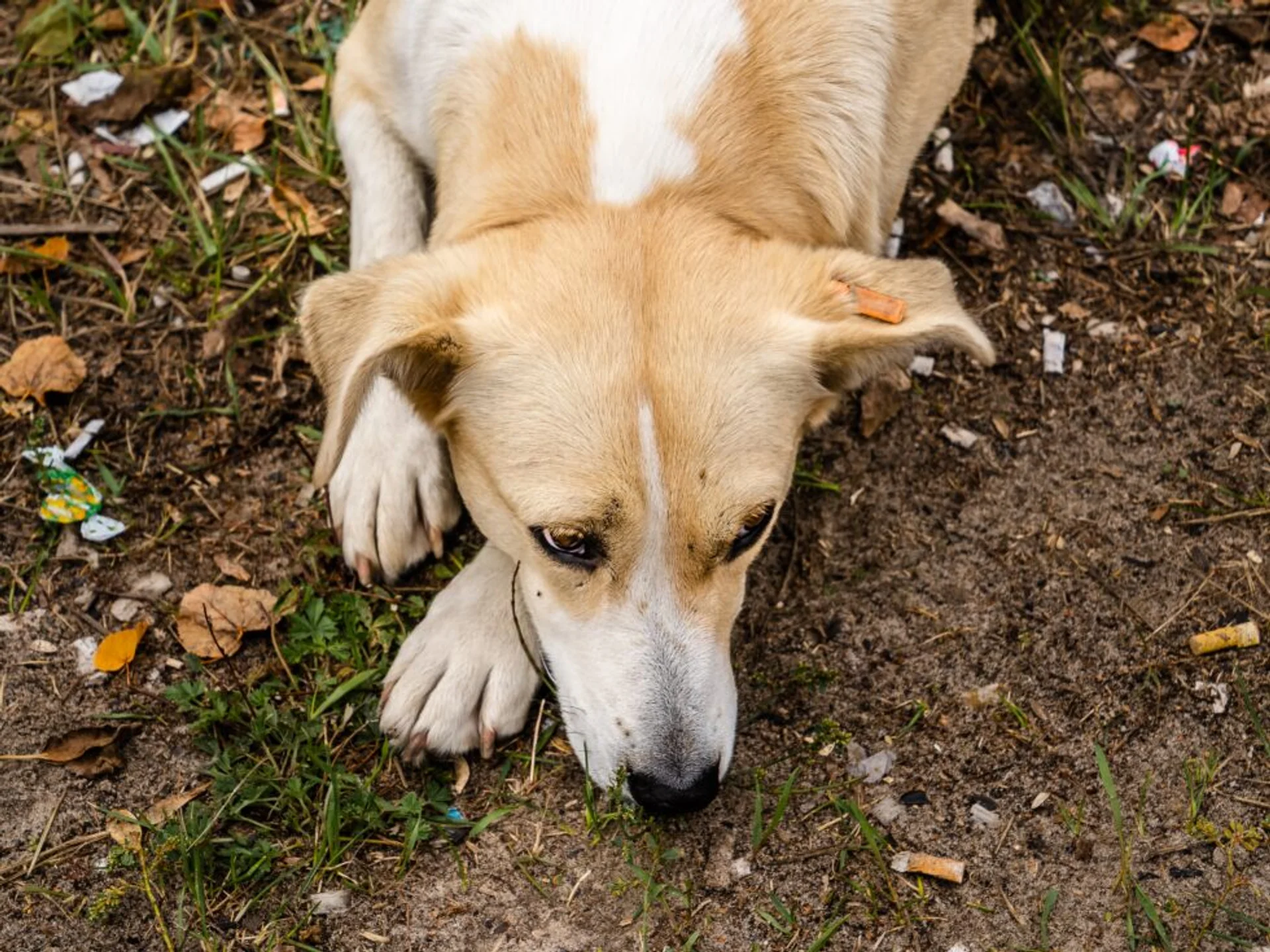 A Guide to Holiday Comfort for Older Pets
