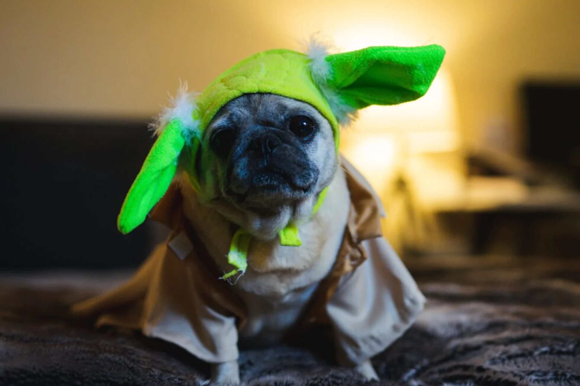 A Veterinarian's Guide to Safe and Stress-Free Halloween Celebrations for Pets