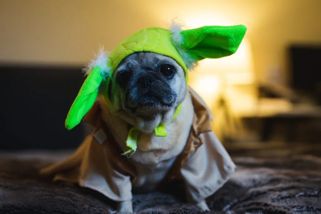 A Veterinarian's Guide to Safe and Stress-Free Halloween Celebrations for Pets