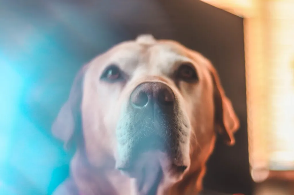 Recognizing the Transition to Seniorhood in Your Beloved Pets