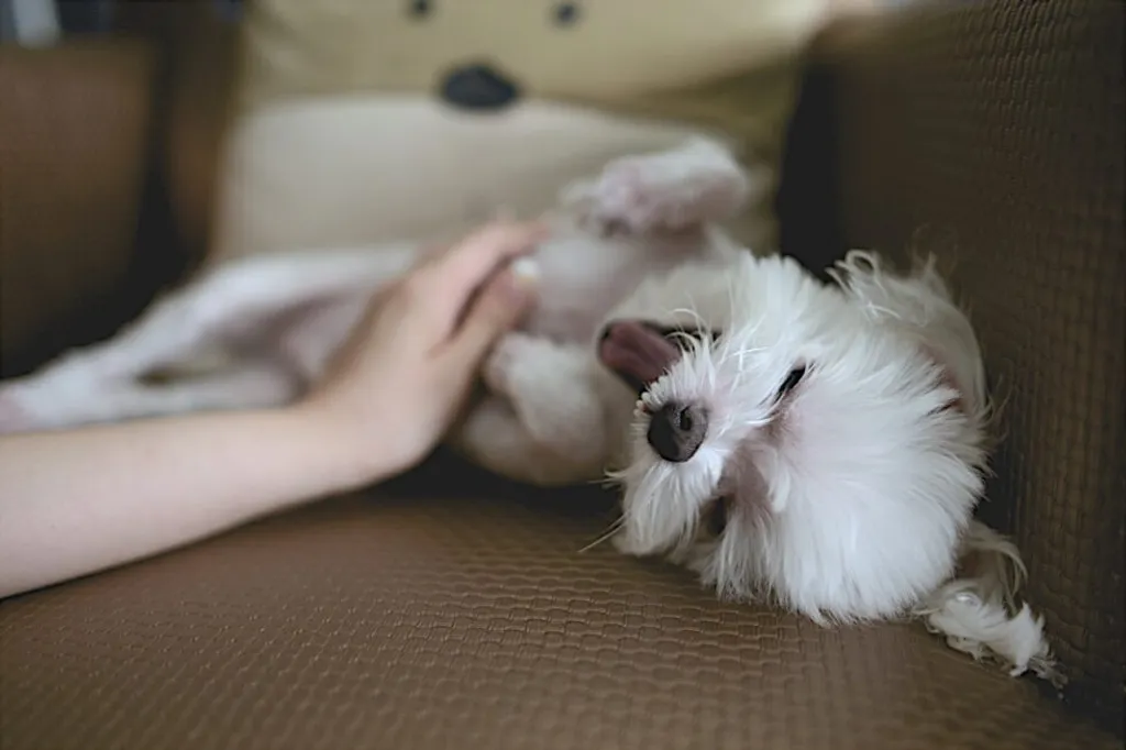 Understanding the Reasons for and Treatments for Your Pet's itchy Skin