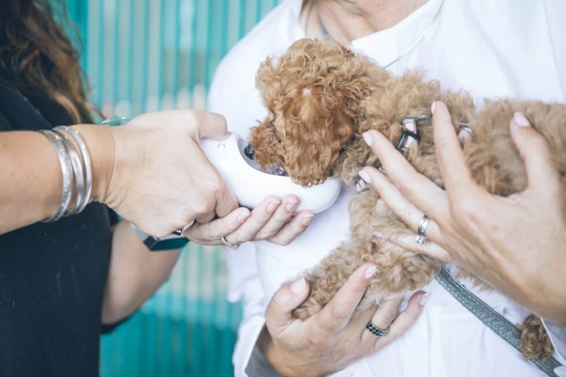 The Importance of Pet Hydration in the Summer