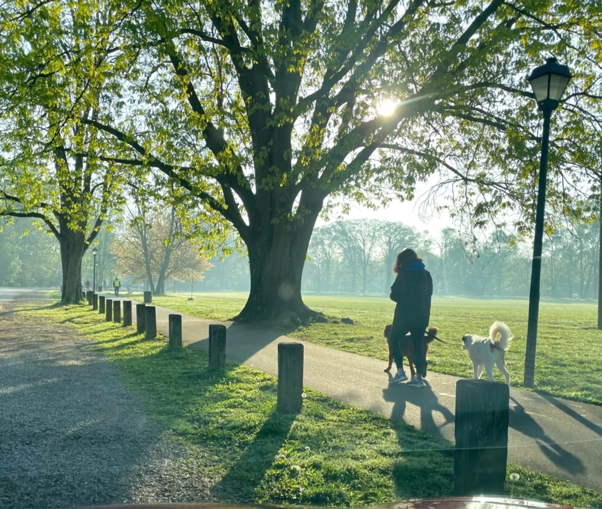 4 Must-Know Tips for Ensuring Dog Park Safety
