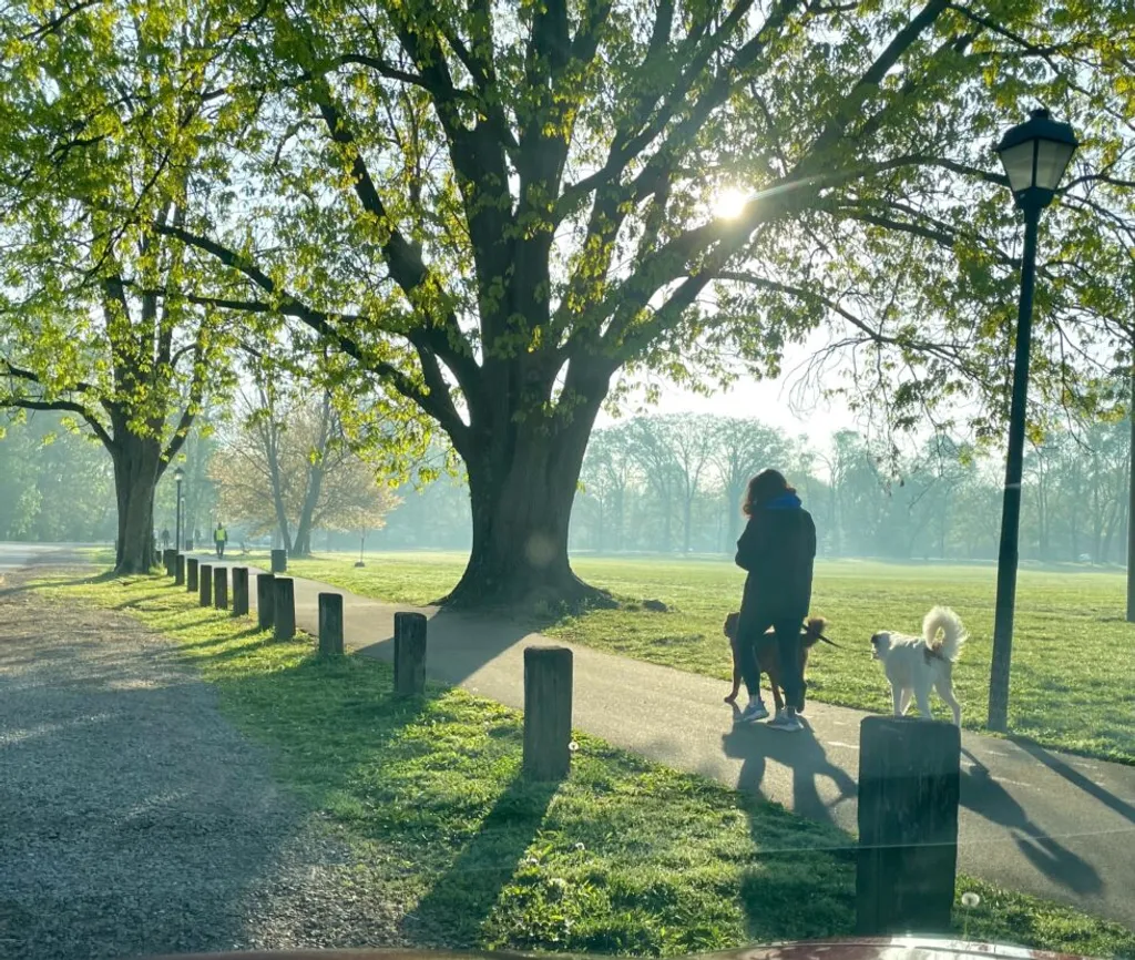4 Must-Know Tips for Ensuring Dog Park Safety