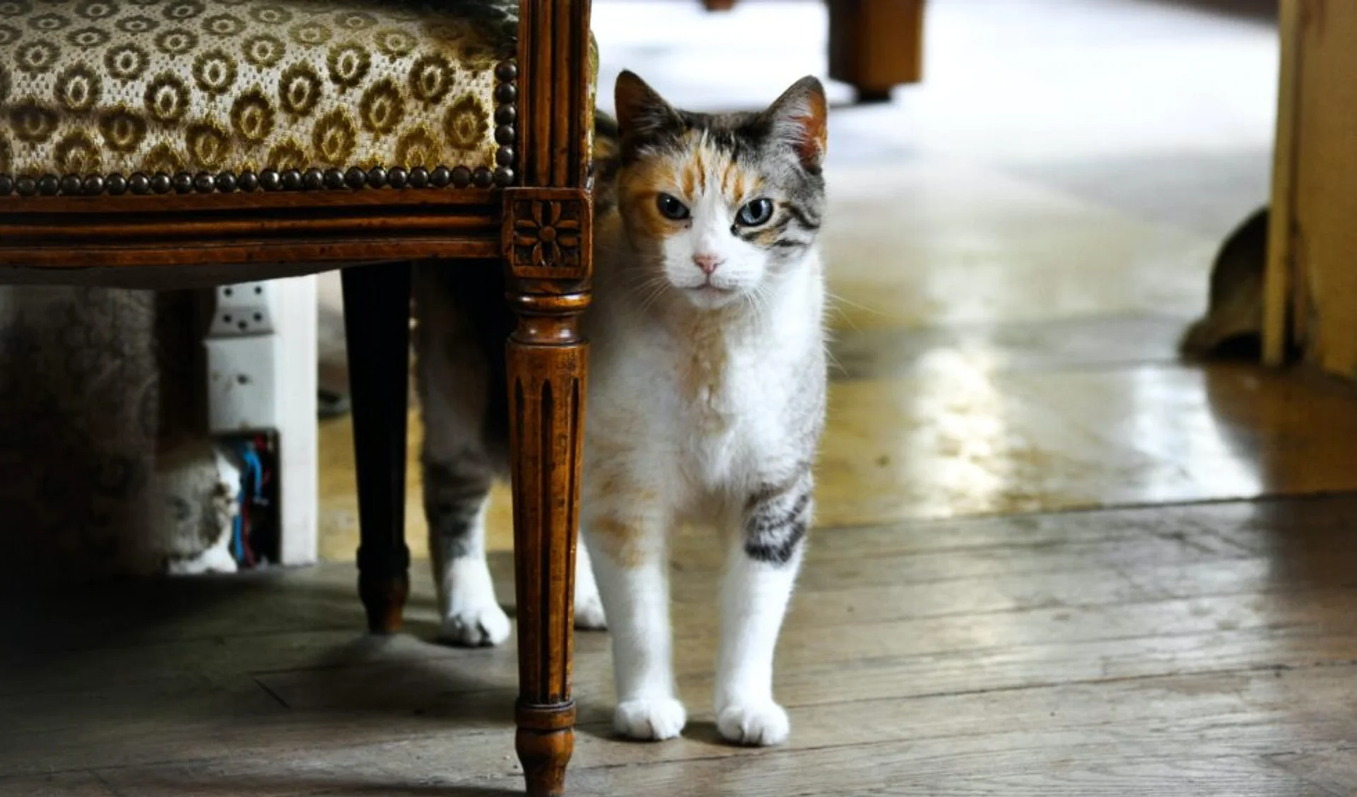 How to Welcome a New Cat into Your Home