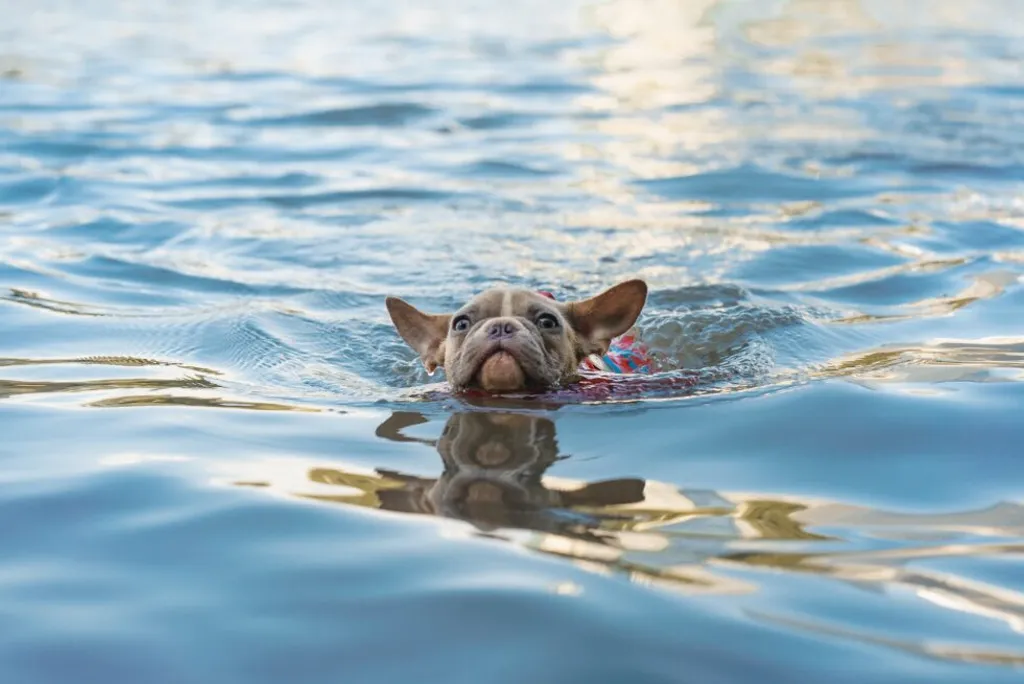 Five Tips for Safe Swimming Practices With Your Pet