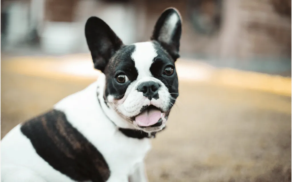 Heartworm Disease in Dogs - Everything You Need to Know