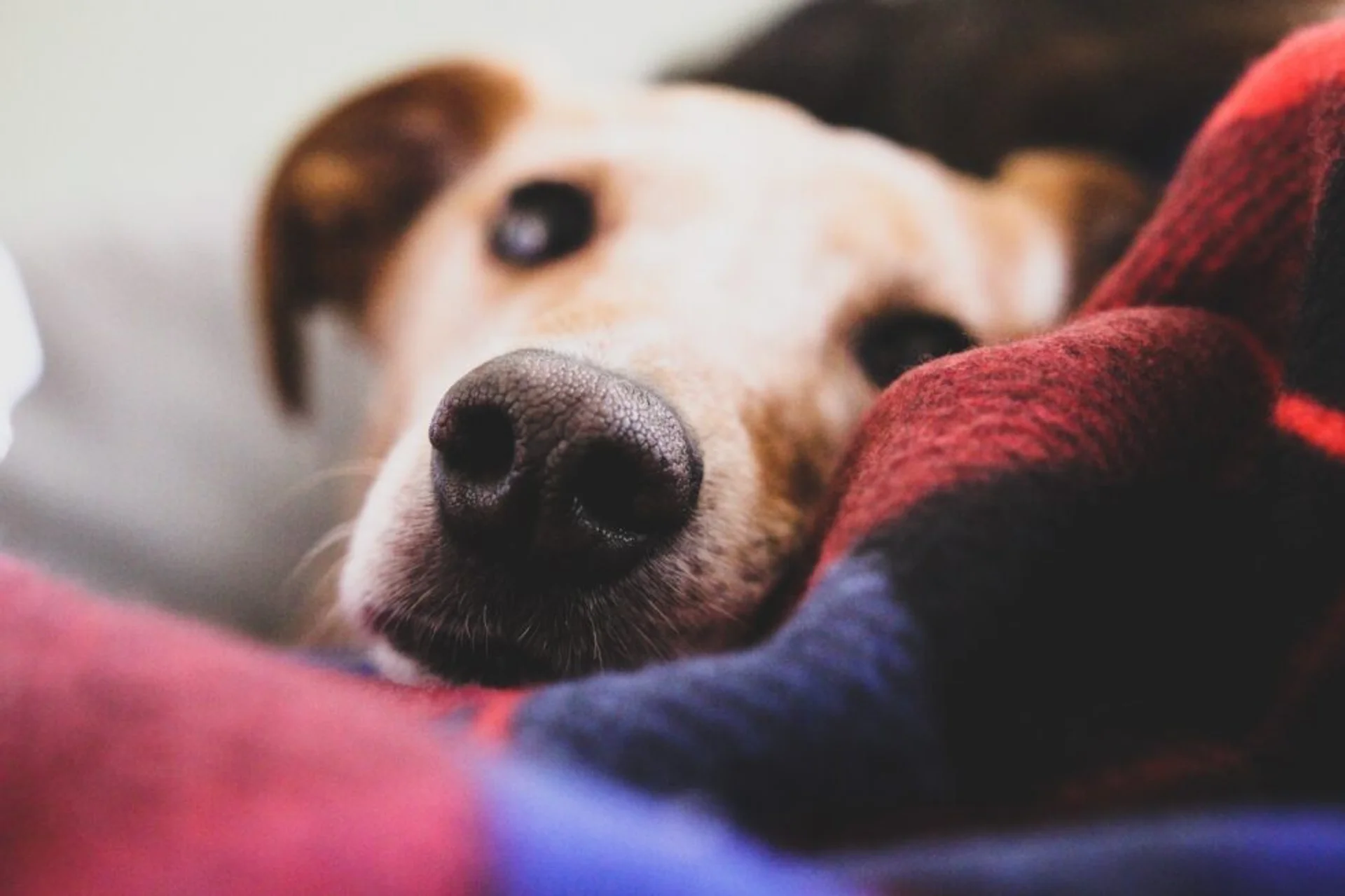 5 Hazardous Toxins for Your Pet at Home