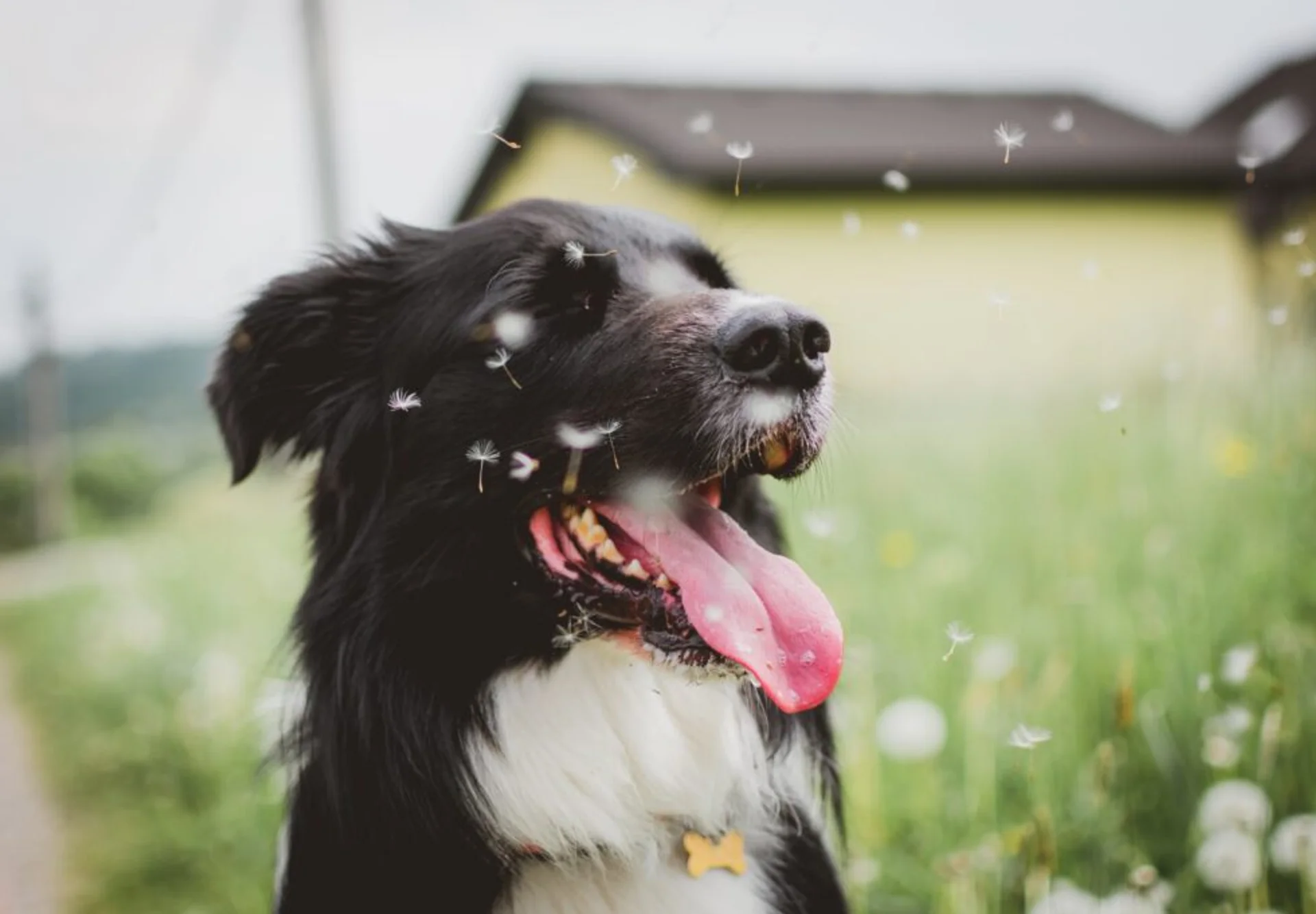 Avoid Common Springtime Emergencies With Your Pet