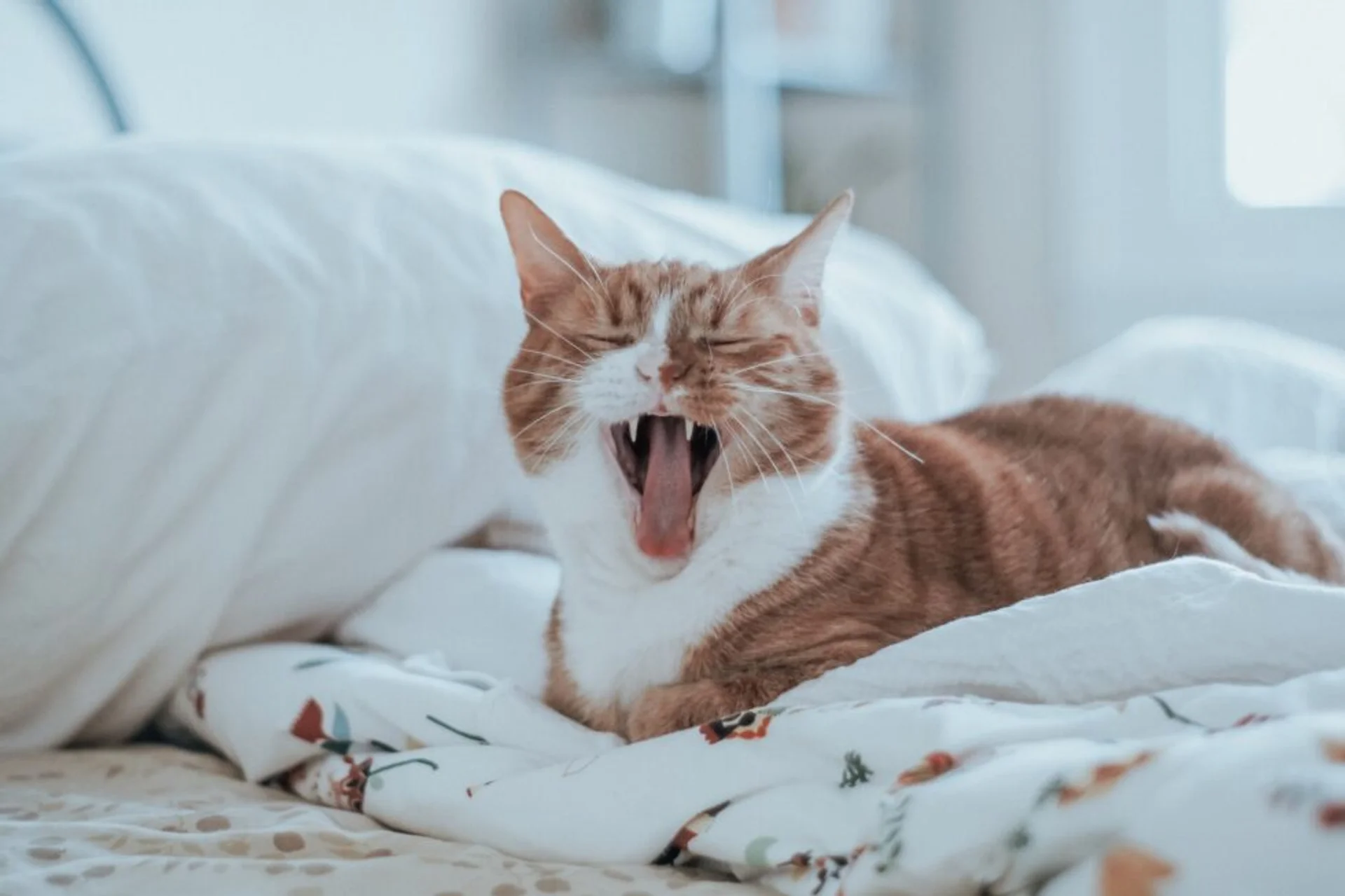 Is Your Pet Experiencing a Dental Emergency?