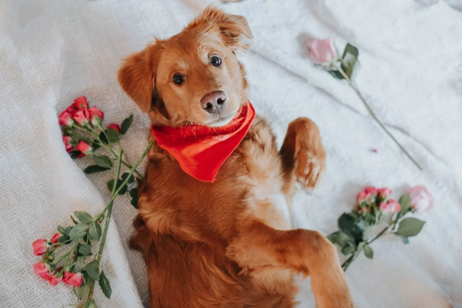 3 Safe Pet Treats for Valentine's Day