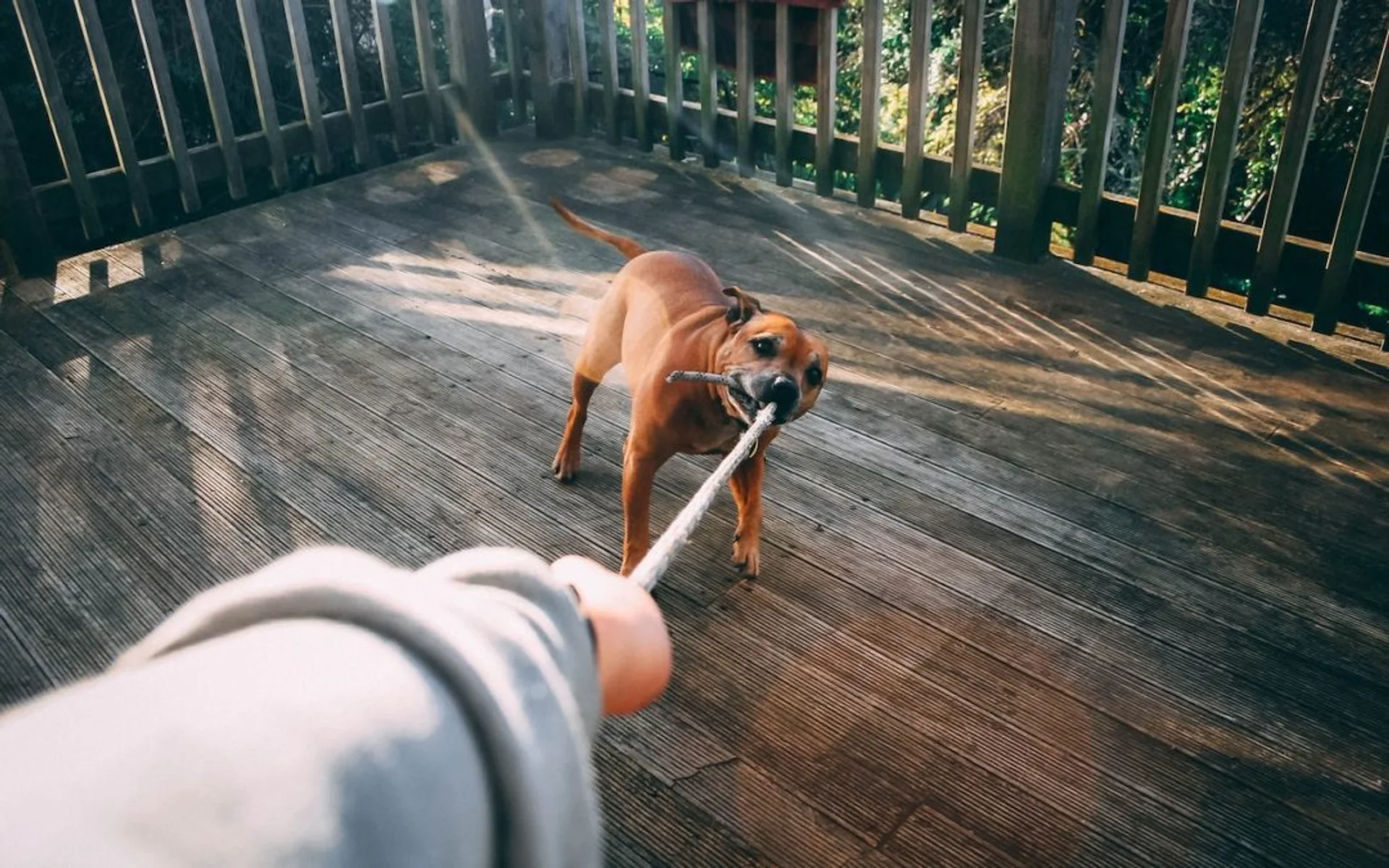 Is My Pet Getting the Correct Amount of Daily Exercise They Need?