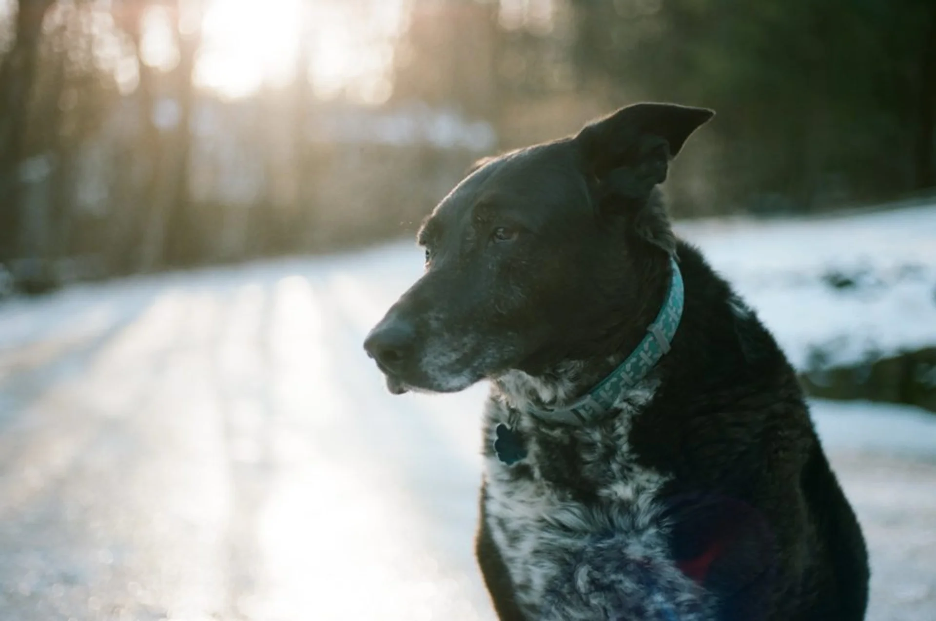 Common Behavior Problems in Senior Pets