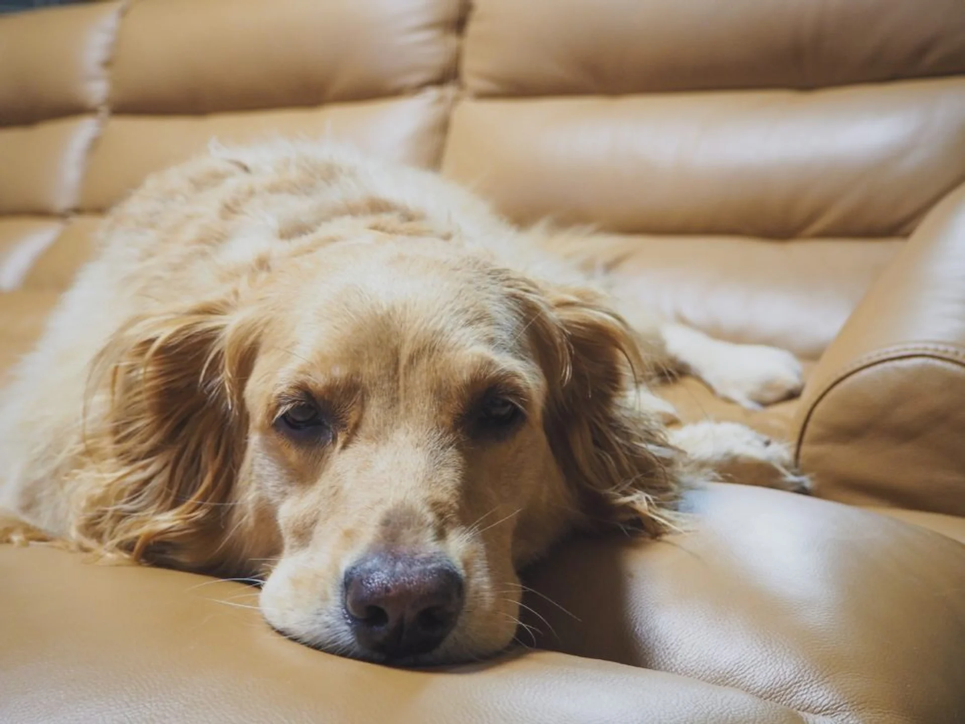 How To Spot Signs of Pain in Your Pet