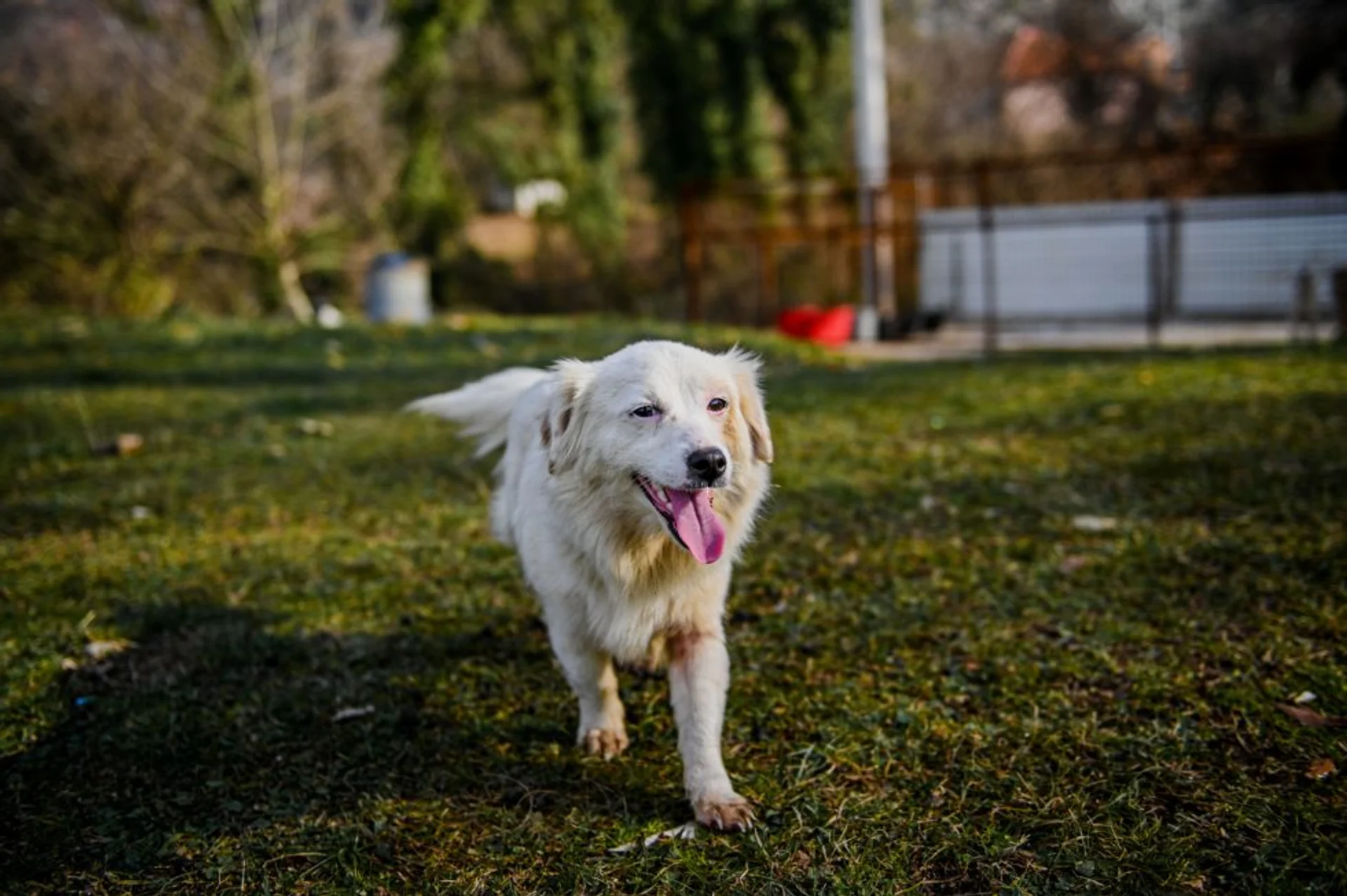Safety Tips for Owners of Deaf Dogs