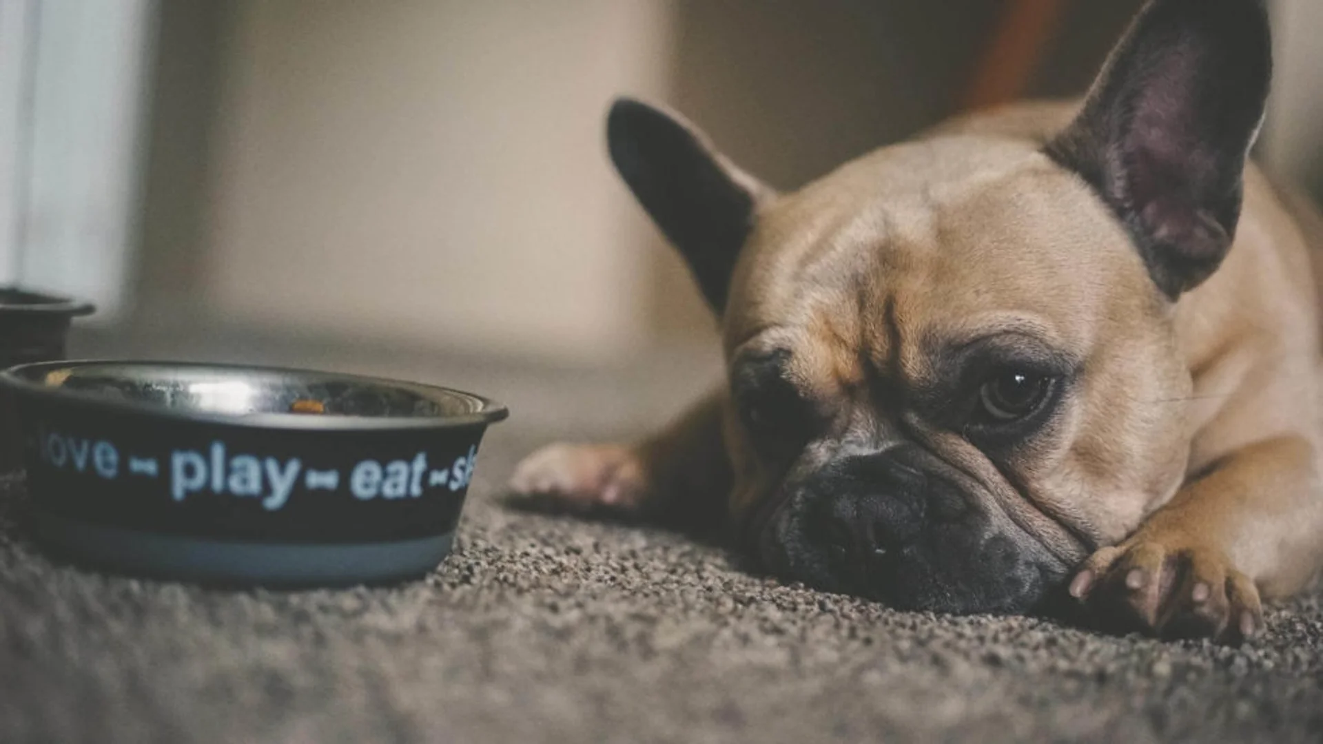 Wash Your Pet's Dishes After Every Single Use, Seriously