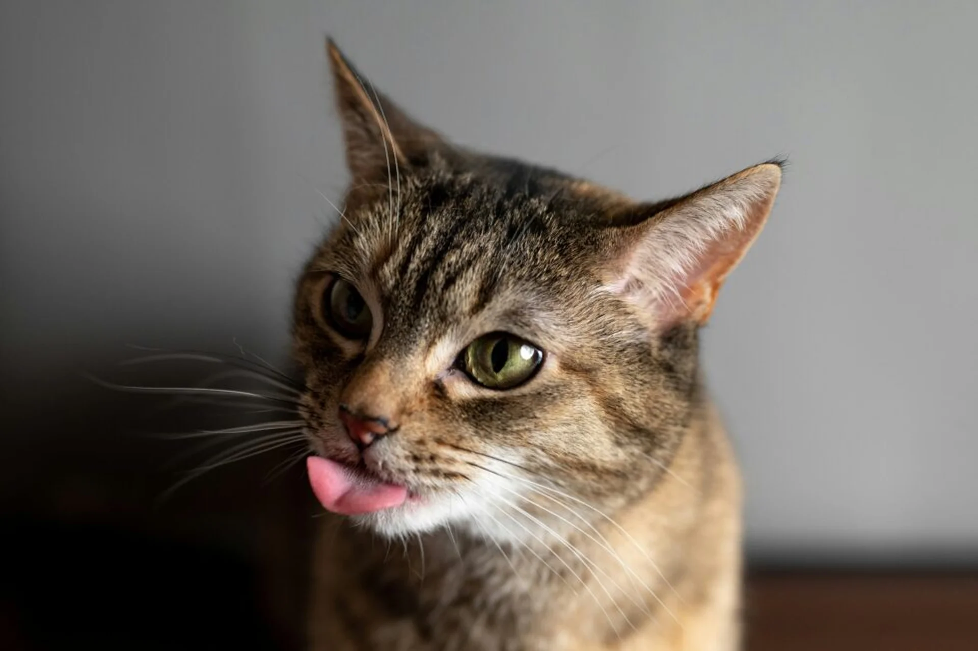 June Cat Care Checklist: Summer Wellness for Your Furry Friend