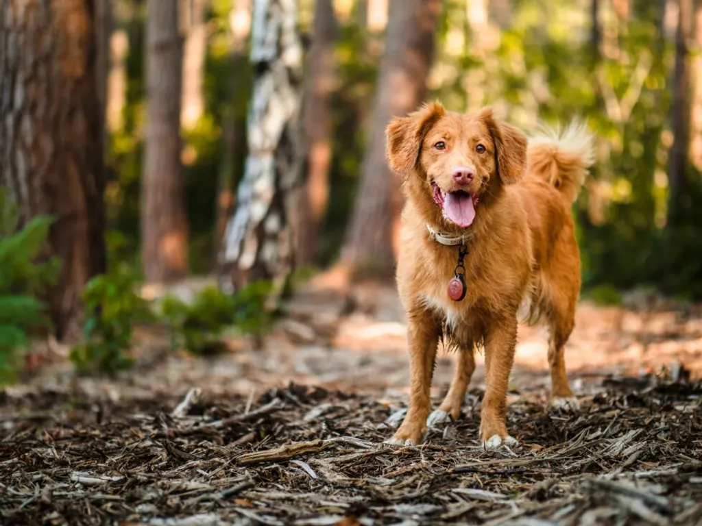 Lyme Disease in Pets: What Every Pet Owner Needs to Know
