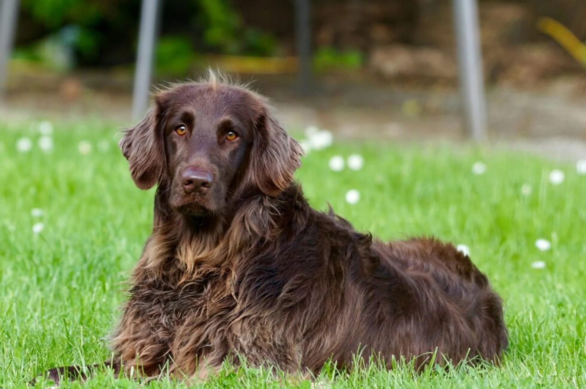 Springtime Parasite Prevention: Keep Your Pet Safe This Season