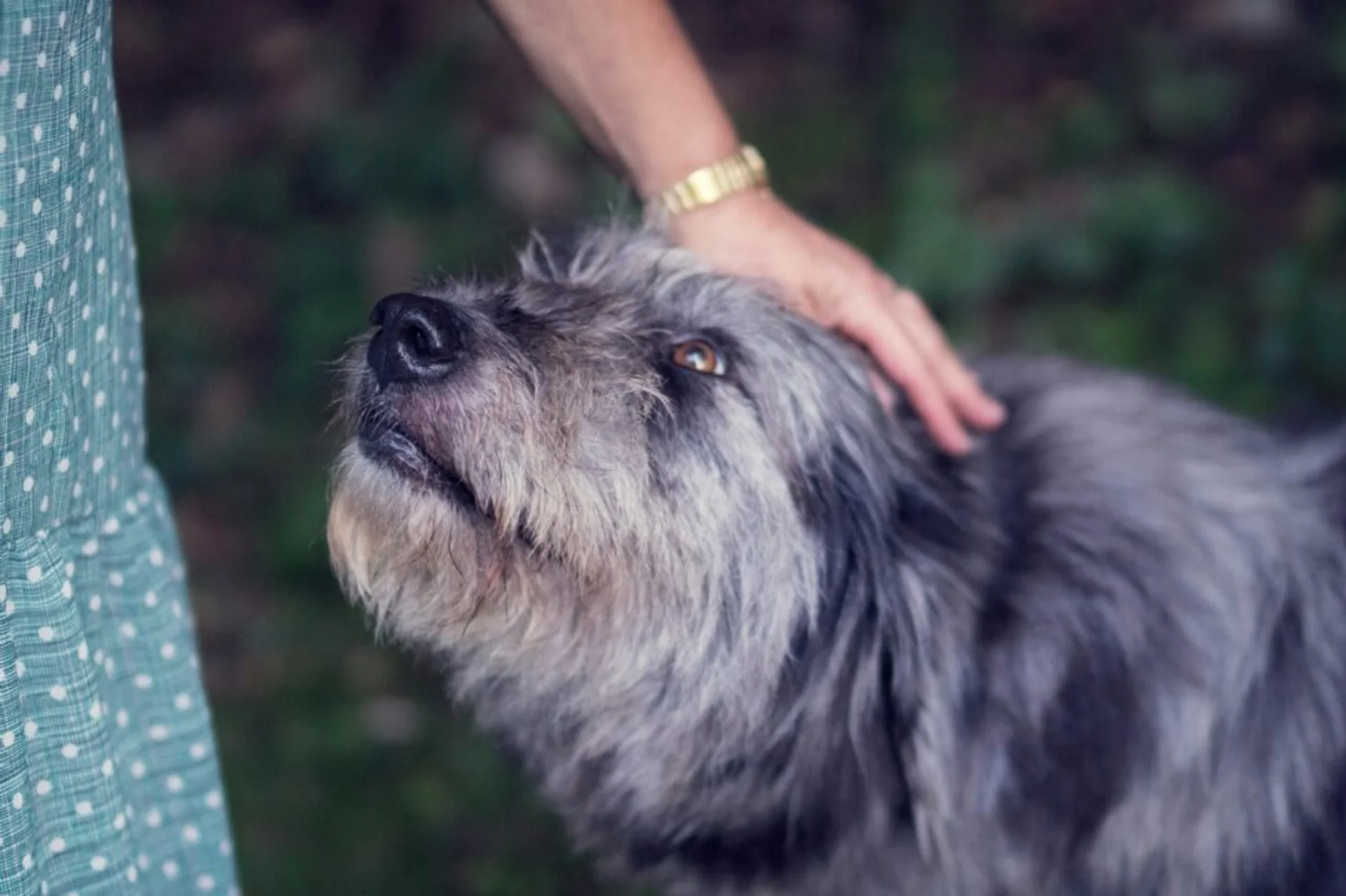 Understanding Senior Pet Wellness Care: A Guide for Pet Owners