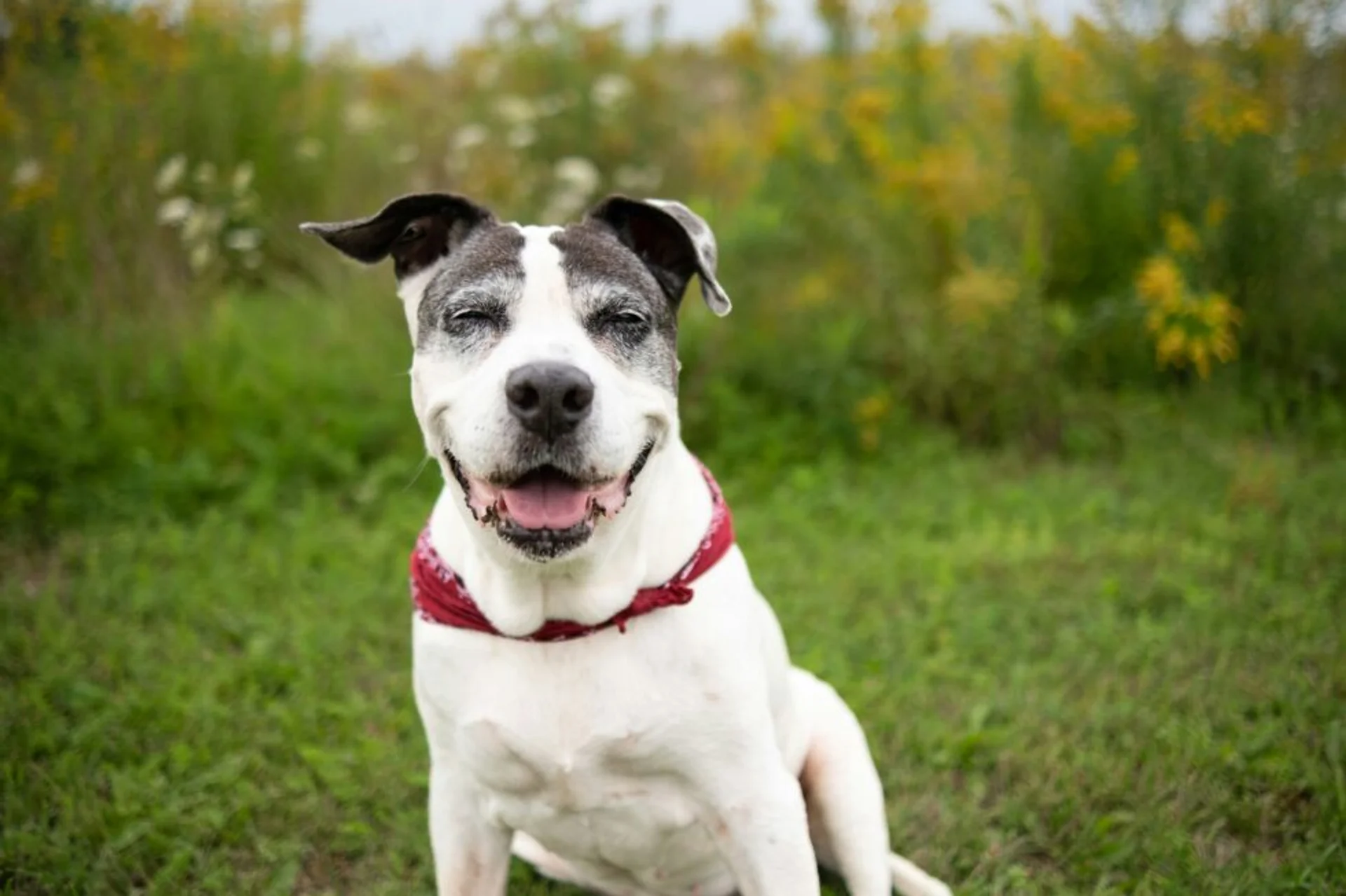 Top 5 Preventive Screenings Every Senior Pet Needs