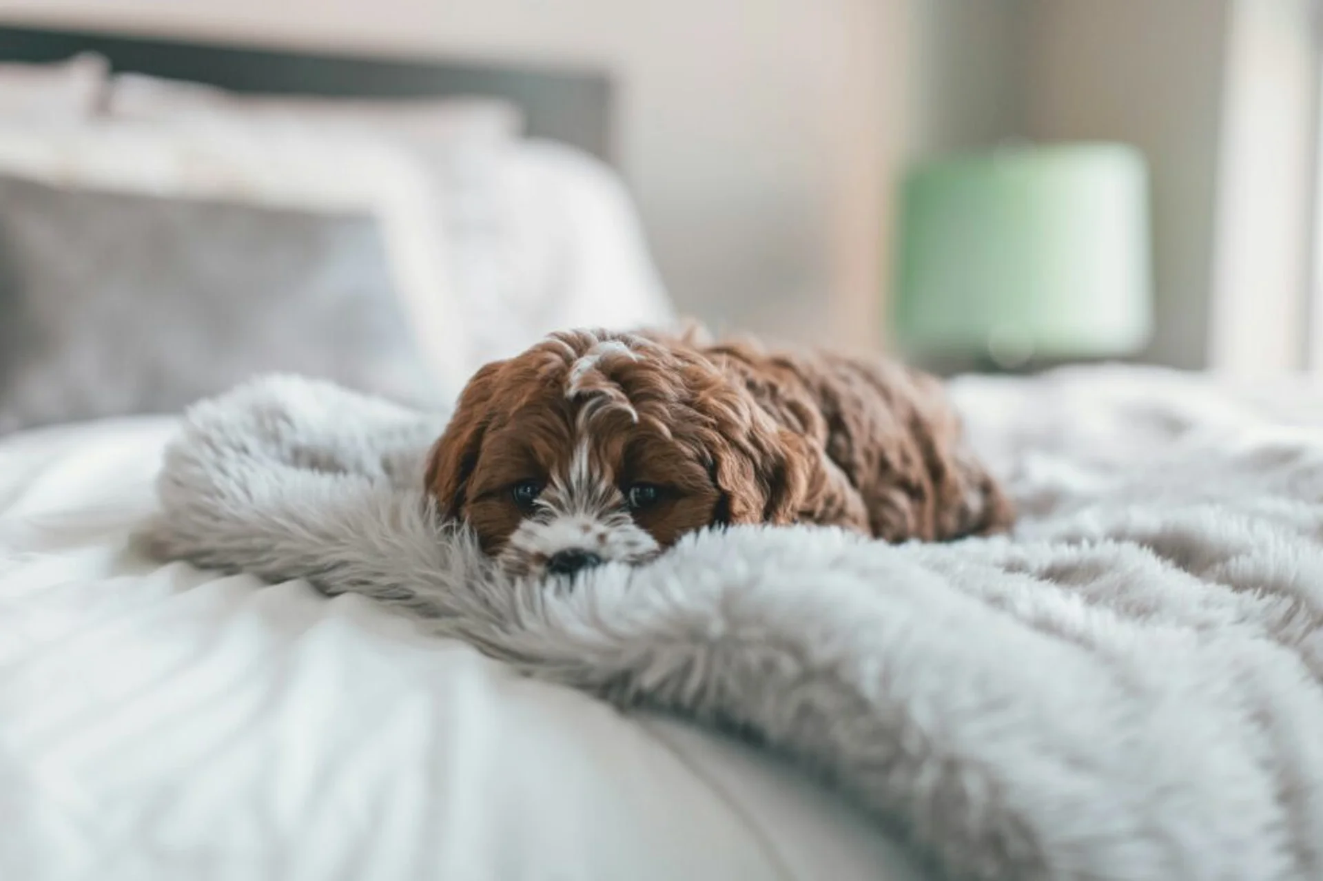 Is My Pet in Pain? Recognizing the Signs and Taking Action