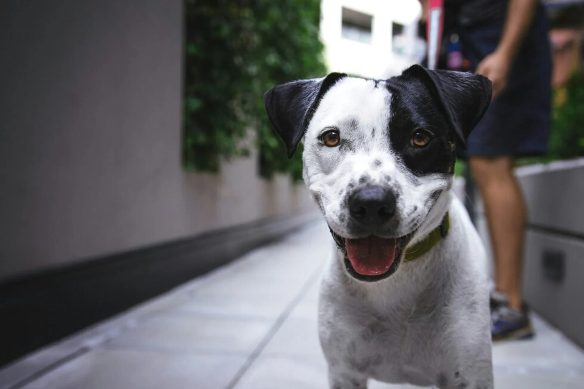 The Vital Role of Preventative Lab Work for Pets