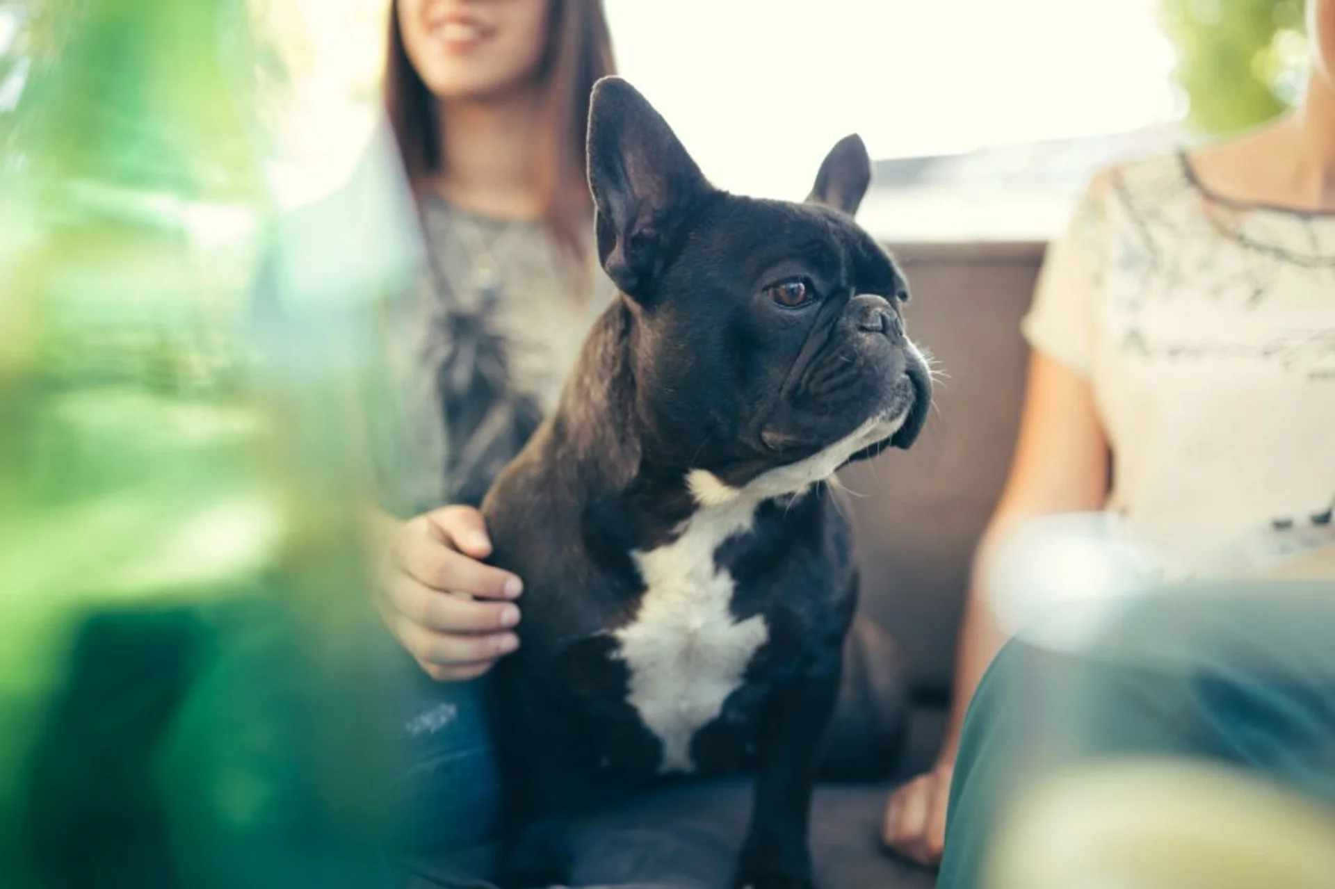 Is Your Pet at Risk? Understanding Heartworm Disease Symptoms