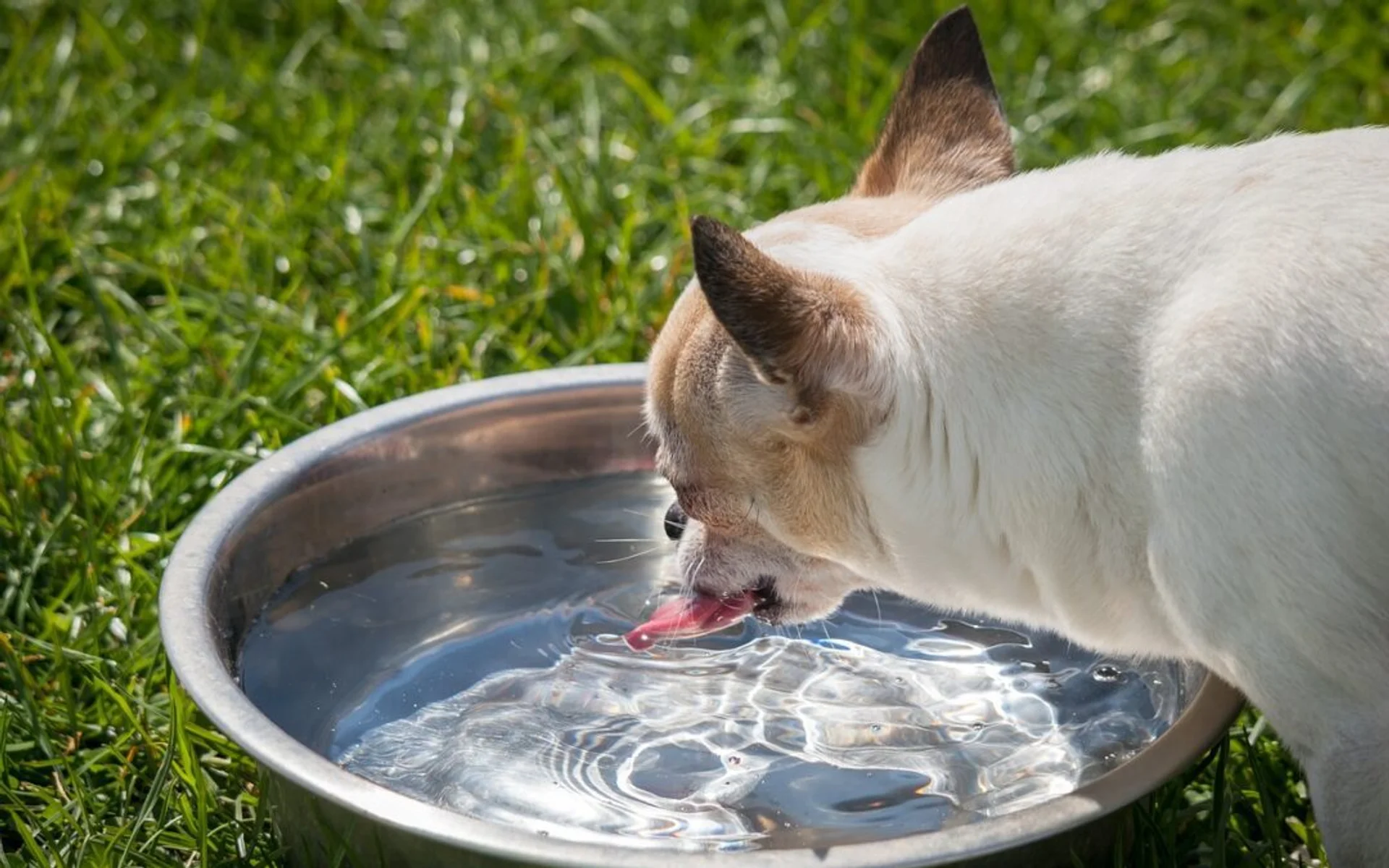 Pet Hydration 101: Are They Drinking Enough Water?