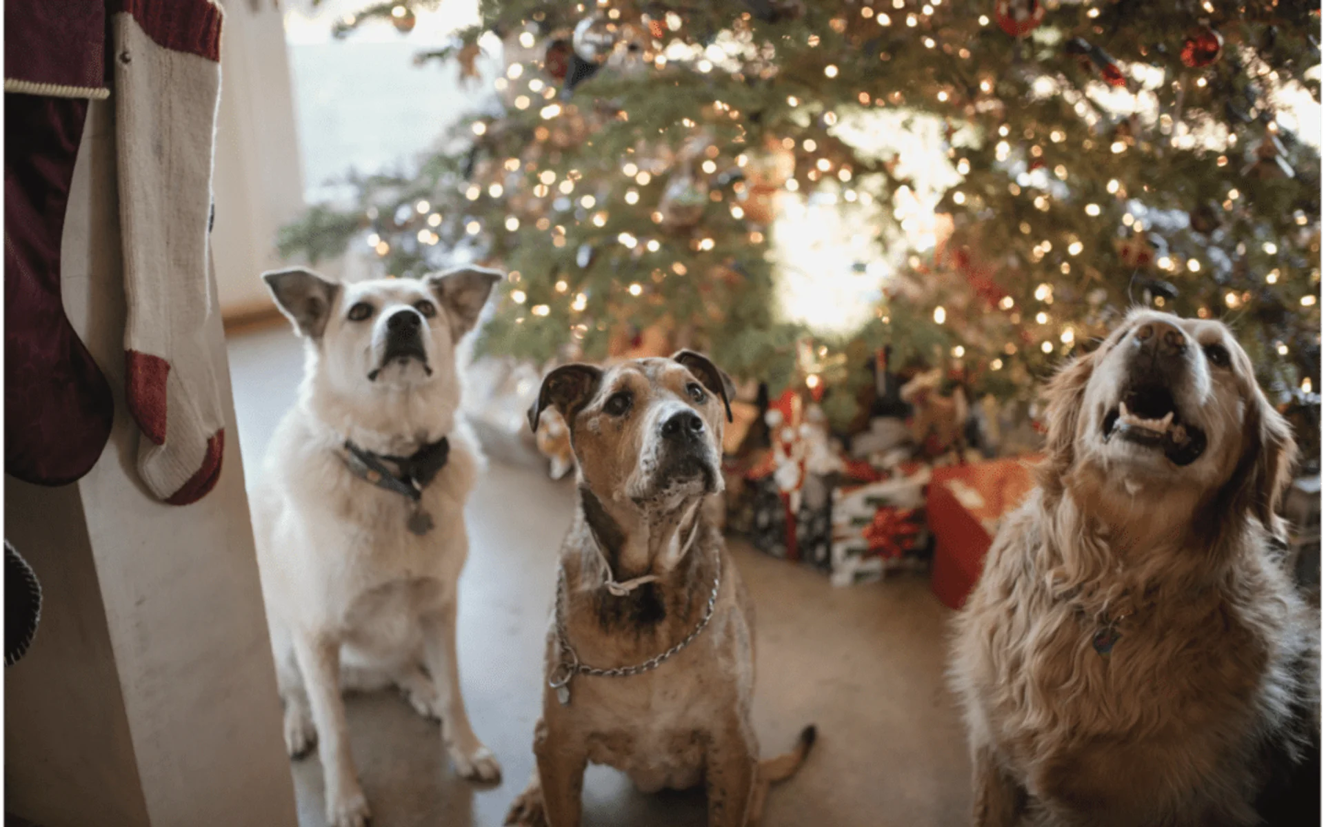 Navigating the Introduction of a New Pet