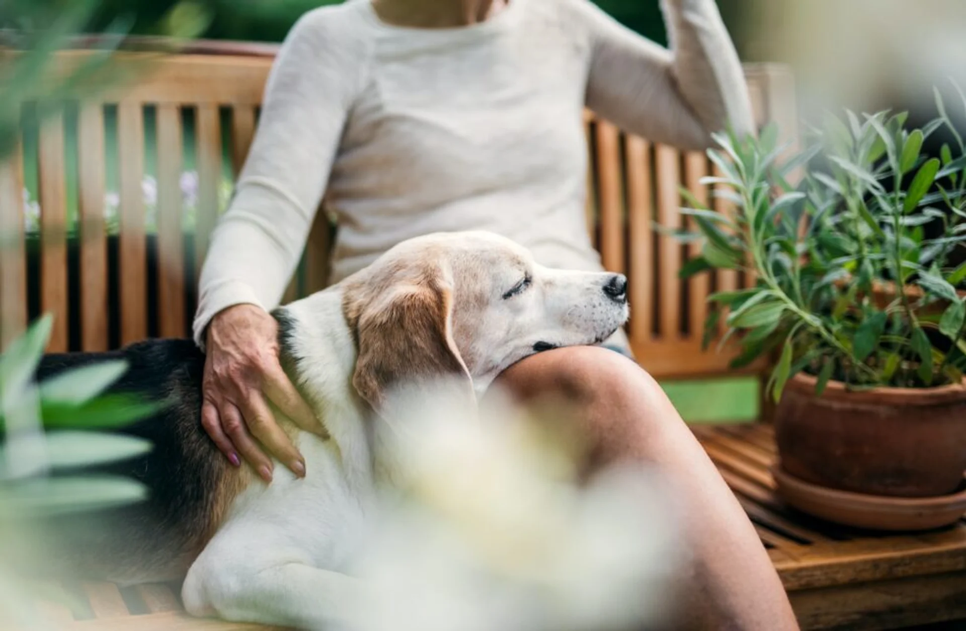 Celebrating the Silver Whiskers: Keeping Senior Pets Safe for the Holidays