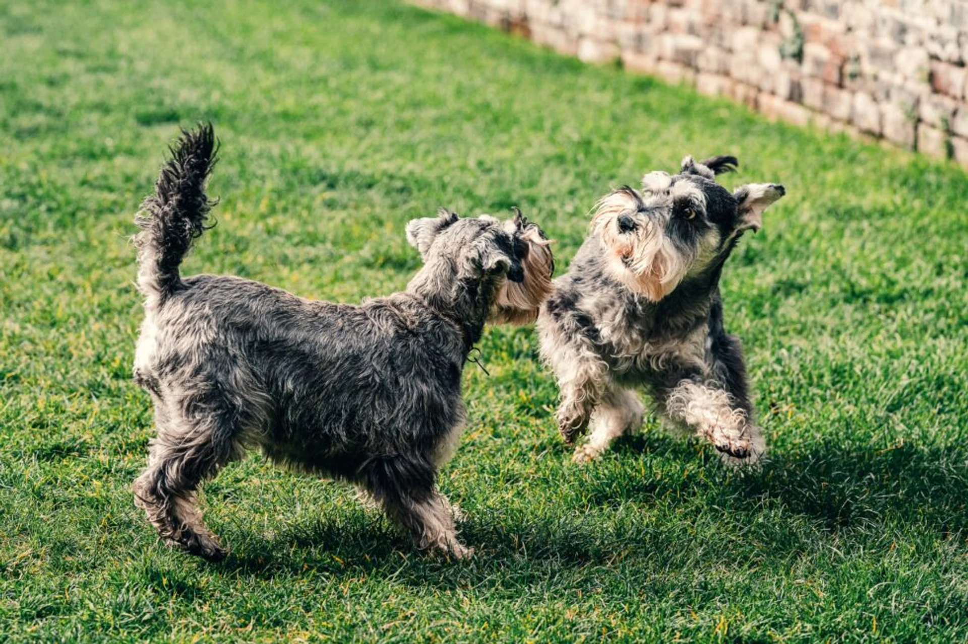 Welcoming New Pets: Expert Tips for a Happy Introduction