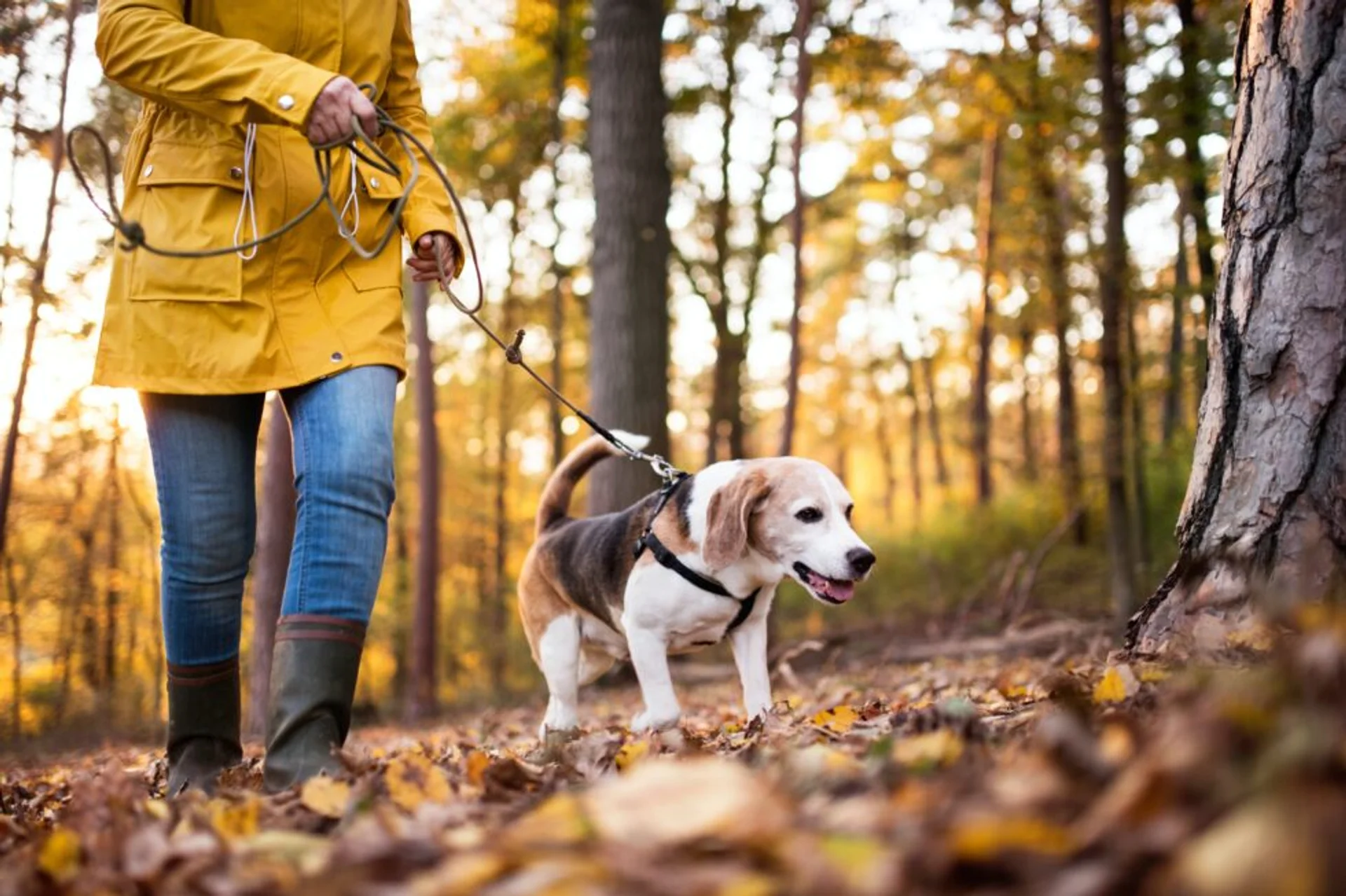 How Do I Tell When My Pets Are Seniors?
